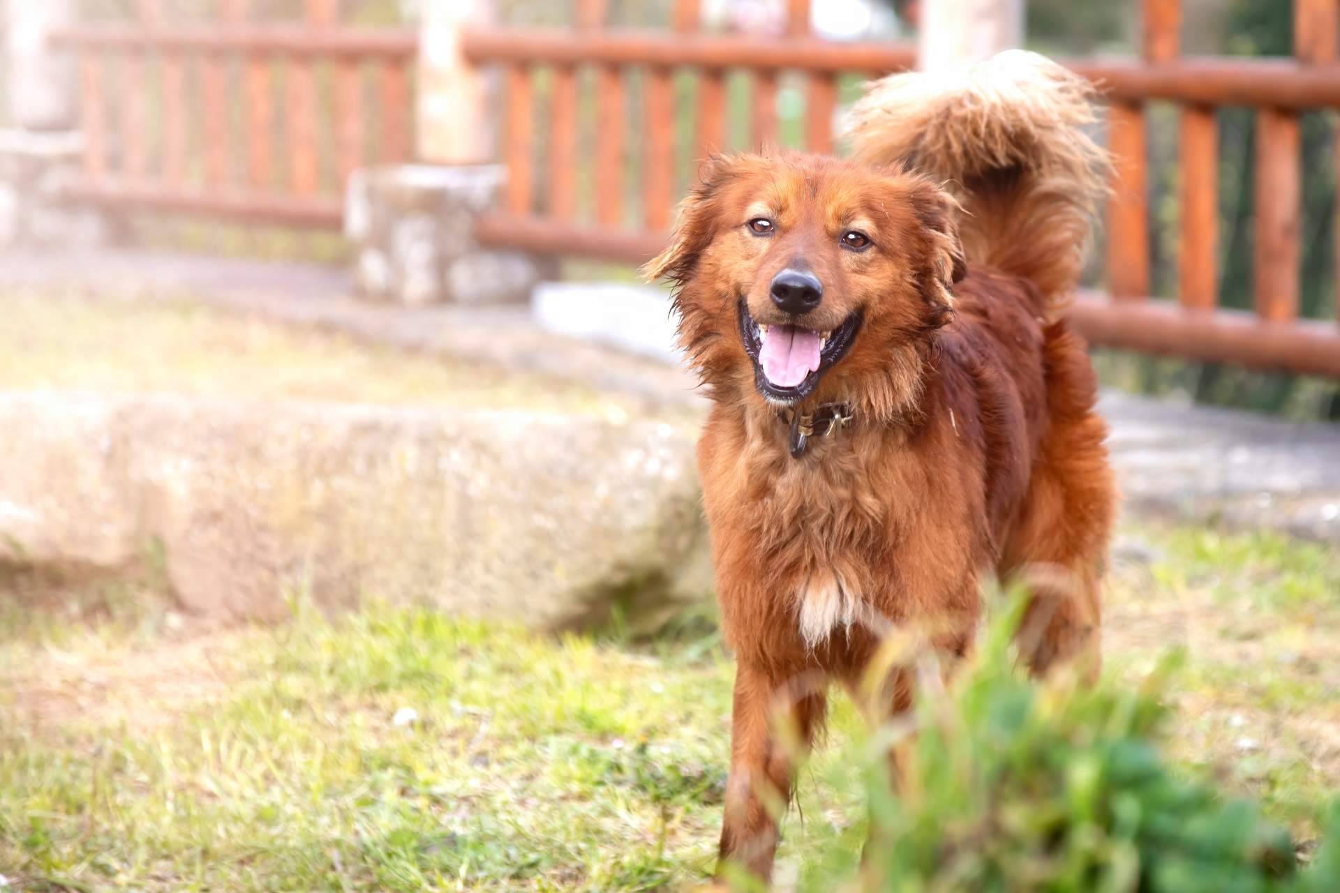 El Perro Feliz celebra su 10 aniversario sorteando más de 30.000 euros en regalos entre sus seguidores de Instagram