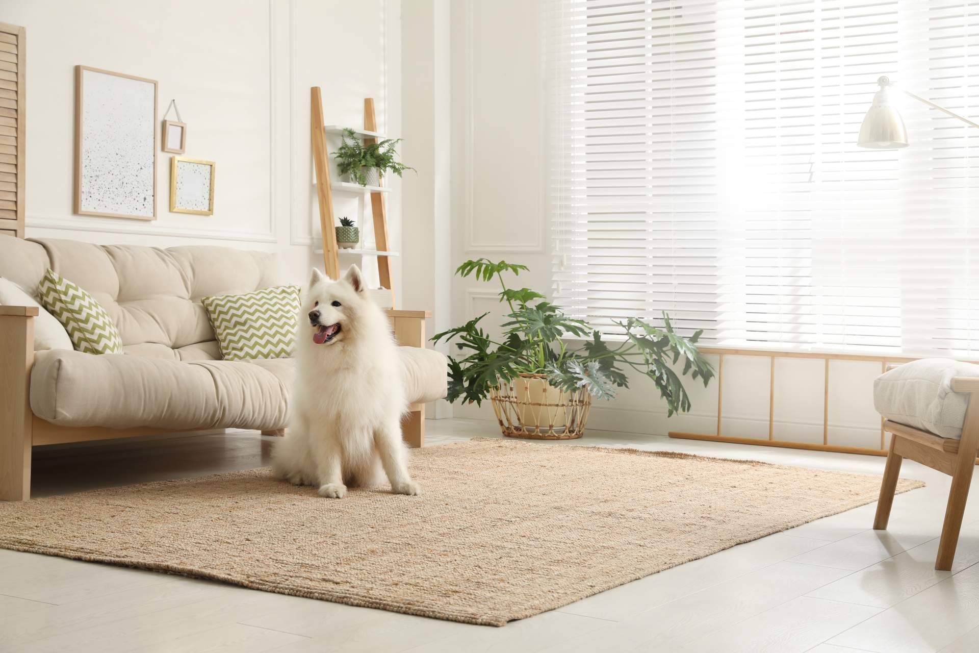 ClickGuau, el TikTok para mascotas que incluye centenares de vídeos graciosos de animales