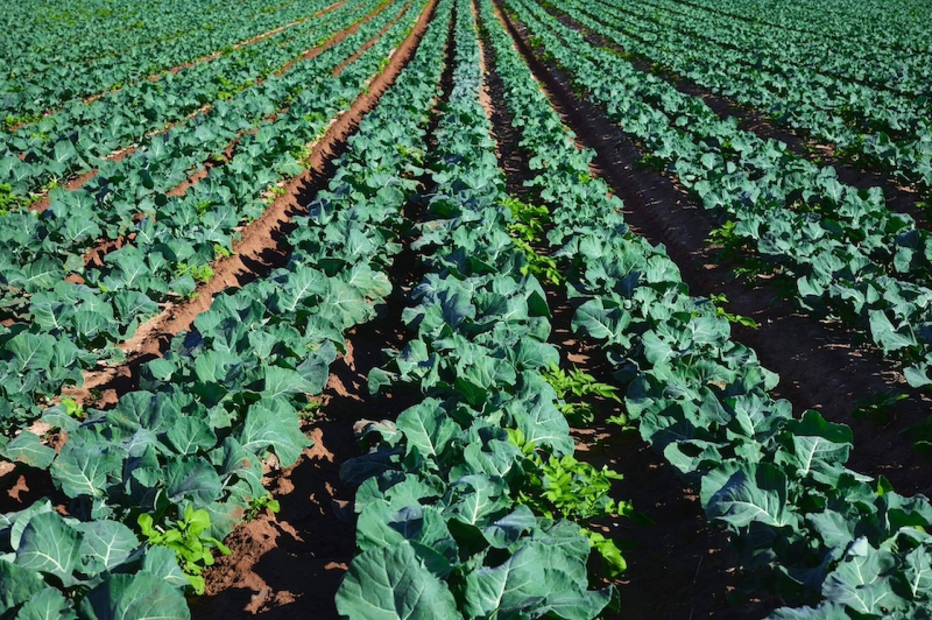 ¿Qué significa la agricultura extensiva?