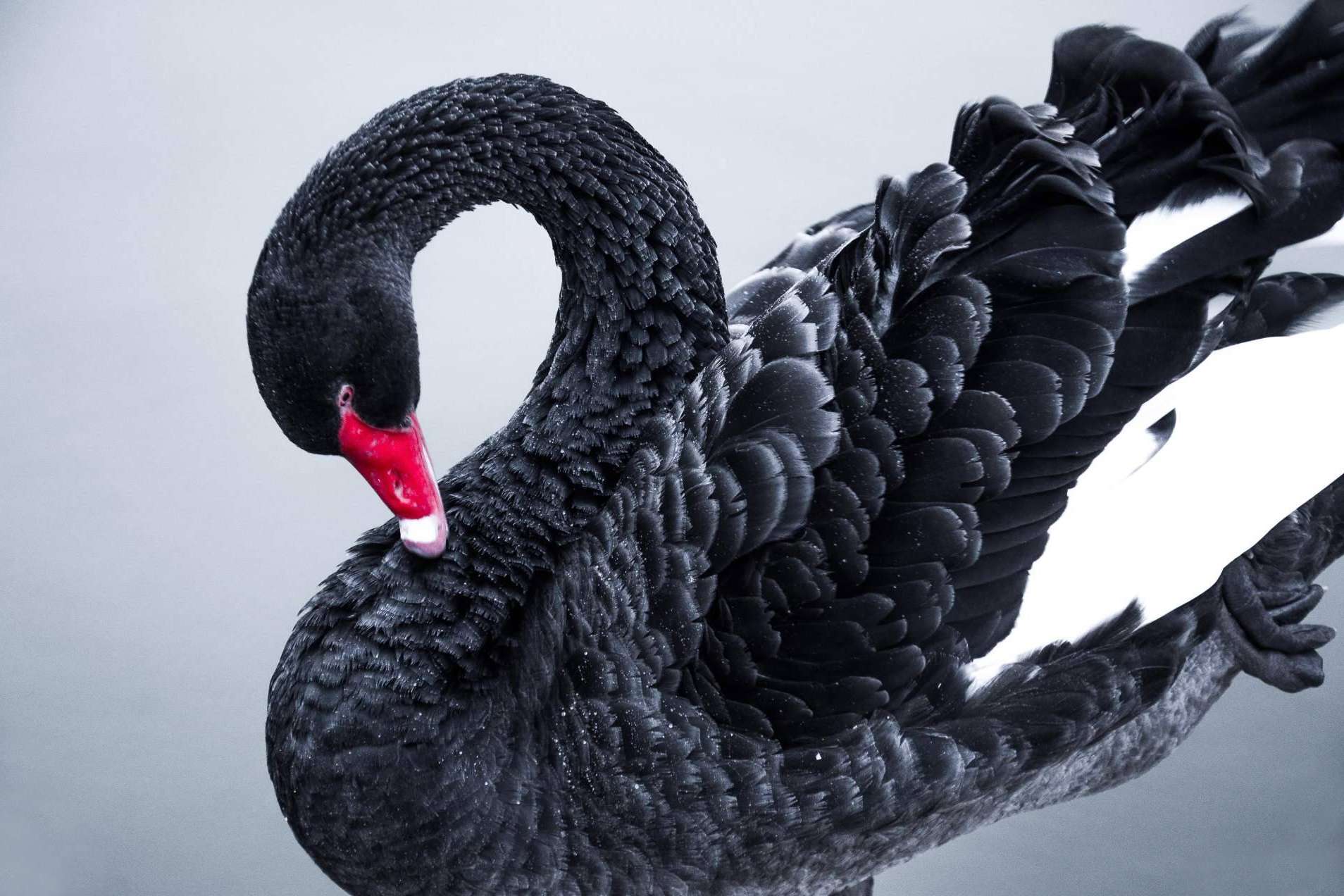¿Qué son los 'cisnes negros' y cómo pueden afectar a las inversiones?