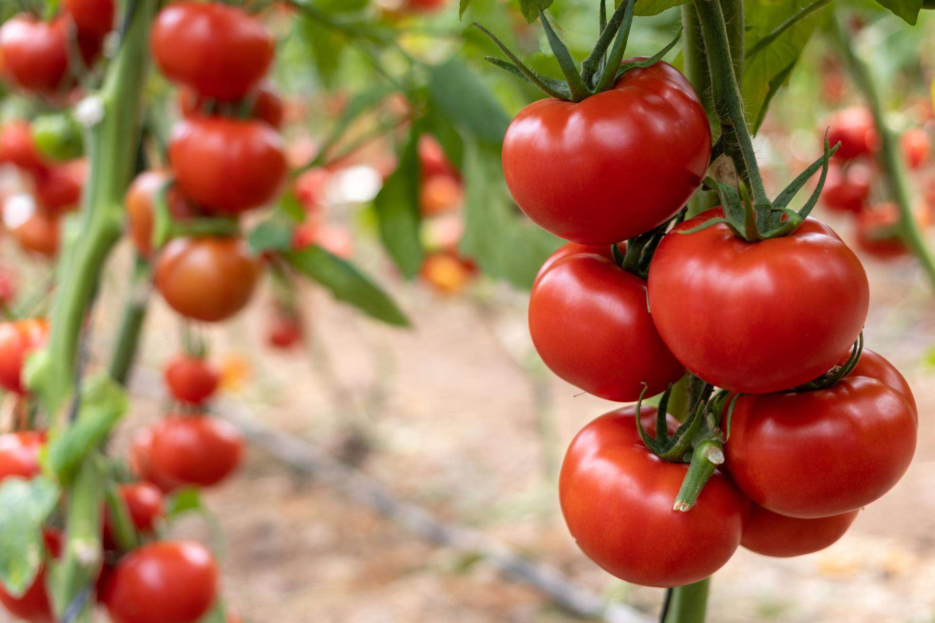 CapGen Seeds apuesta por variedades más productivas y sostenibles para generar en el medioambiente un impacto positivo