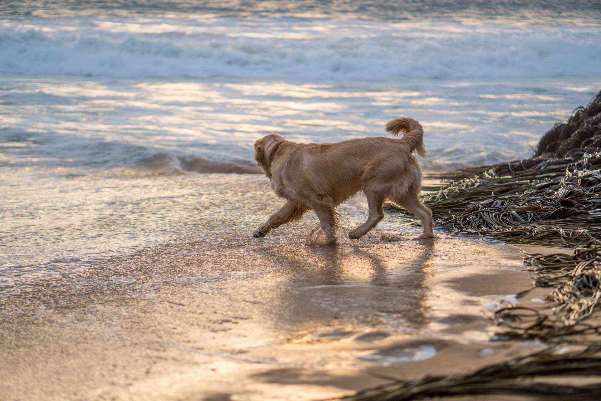 ADOPTA dispone de un buscador pet friendly para encontrar lugares para disfrutar con un perro