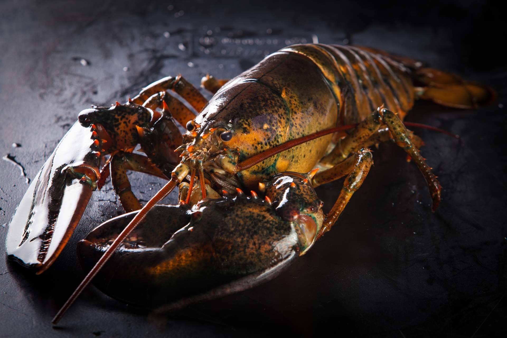 Bogavante y centollo fresco en la Pescadería Younes Ceuta