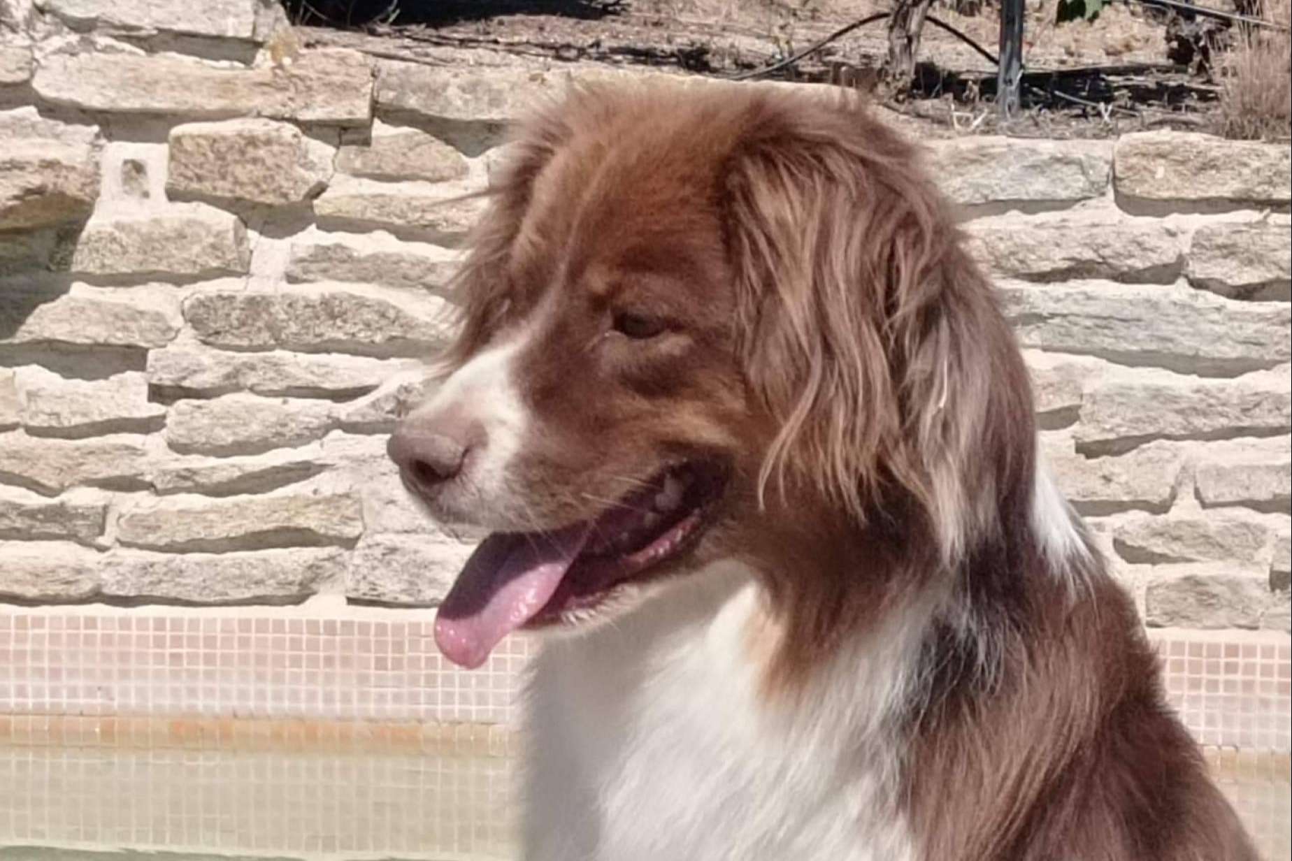 PERROBUENO y su servicio de residencia canina sin jaulas para el verano