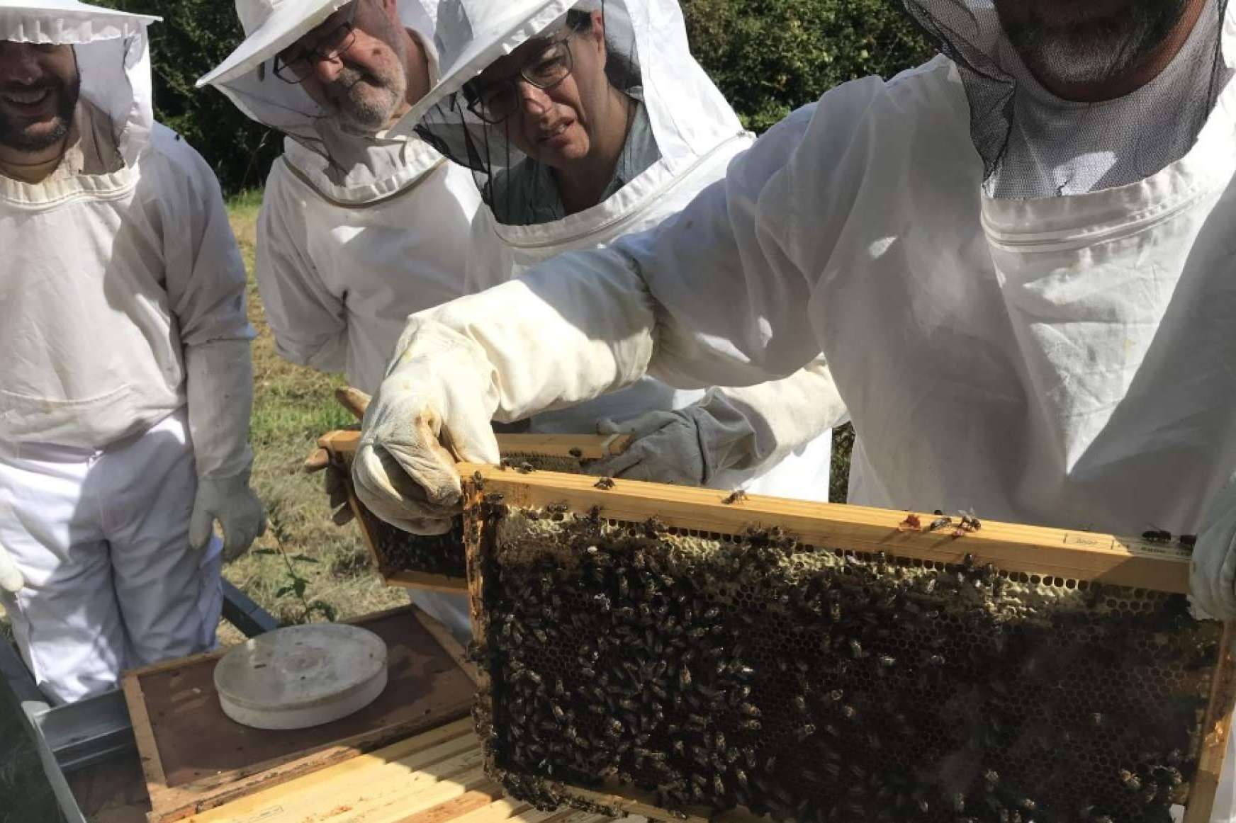 Las diferentes formaciones de Cursos Apicultura que ofrece para adentrarse en el mundo de las abejas