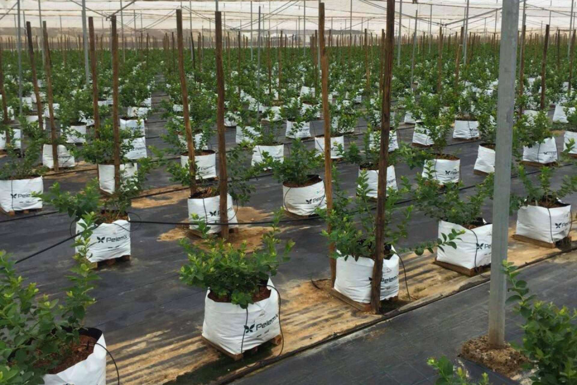 ¿Cuáles son los 5 criterios más importantes para planificar un invernadero con bolsas de cultivo?