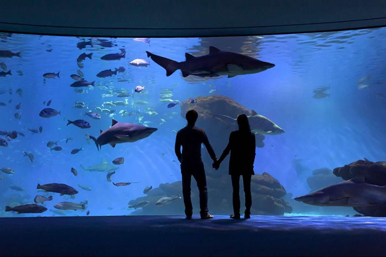 Un día diferente en Mallorca, vivir la experiencia Palma Aquarium