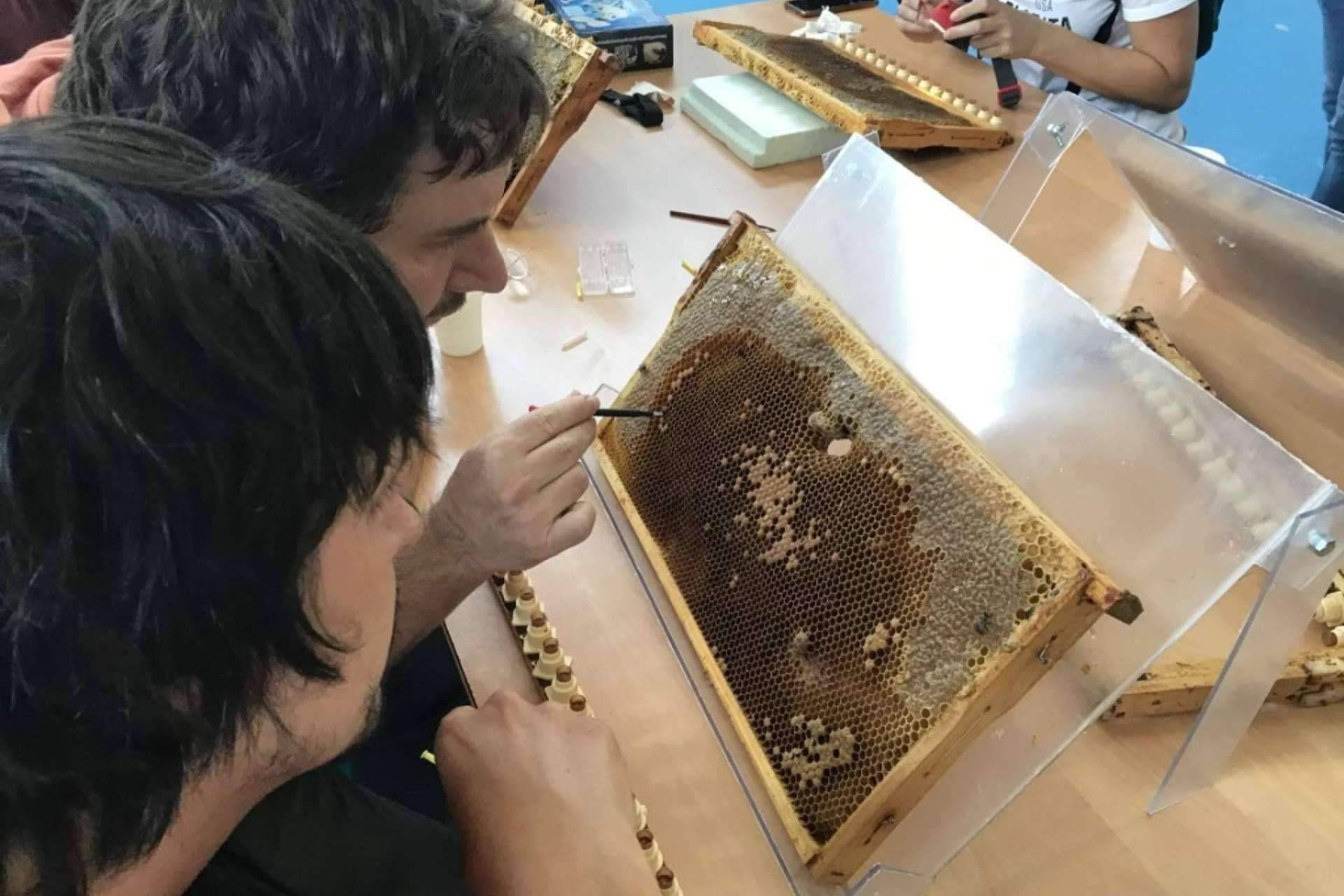 El criadero de abejas reinas y el enfoque que le da Cursos Apicultura