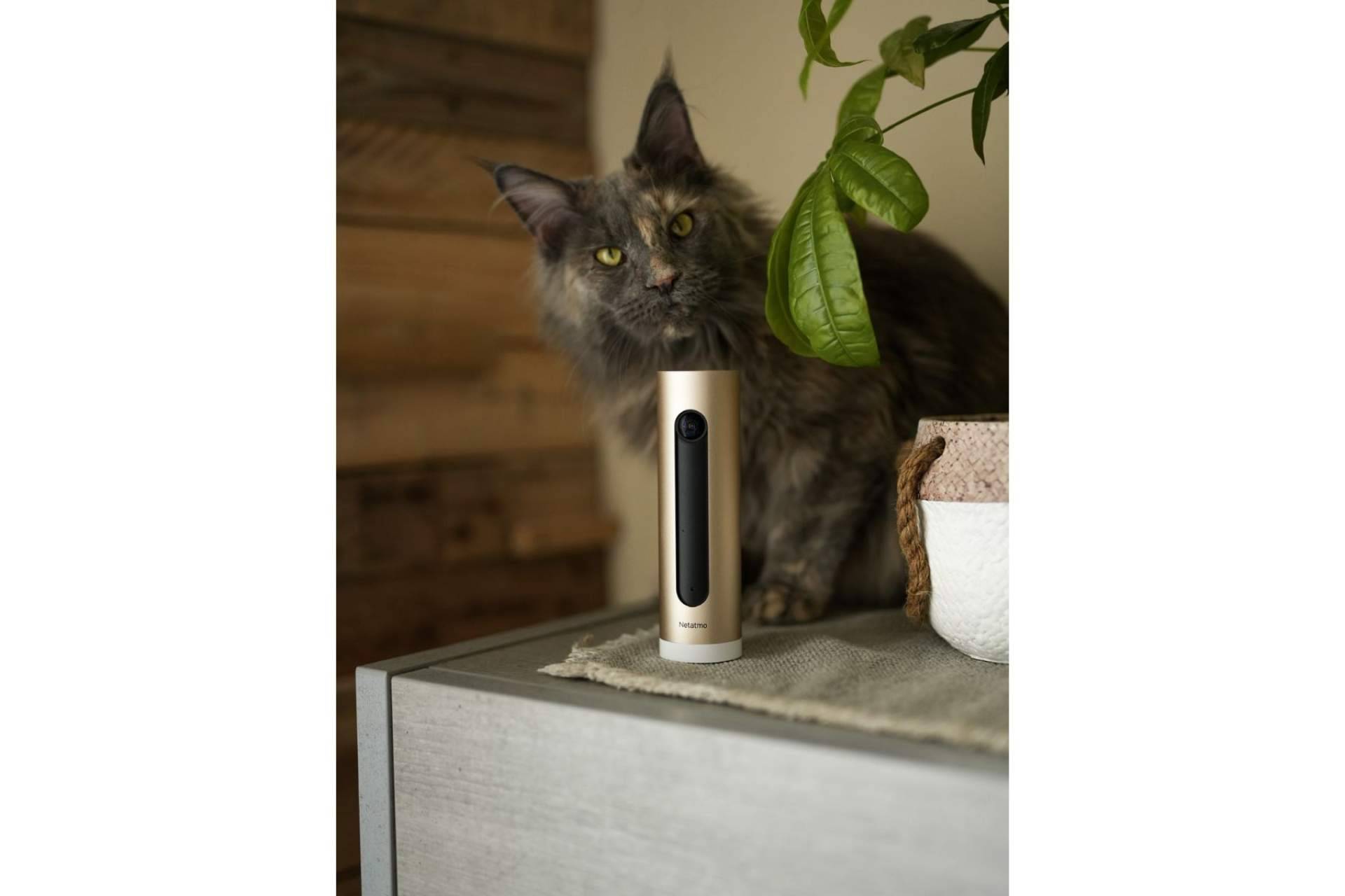 Algunas de las mejores cámaras de seguridad del mercado con Netatmo