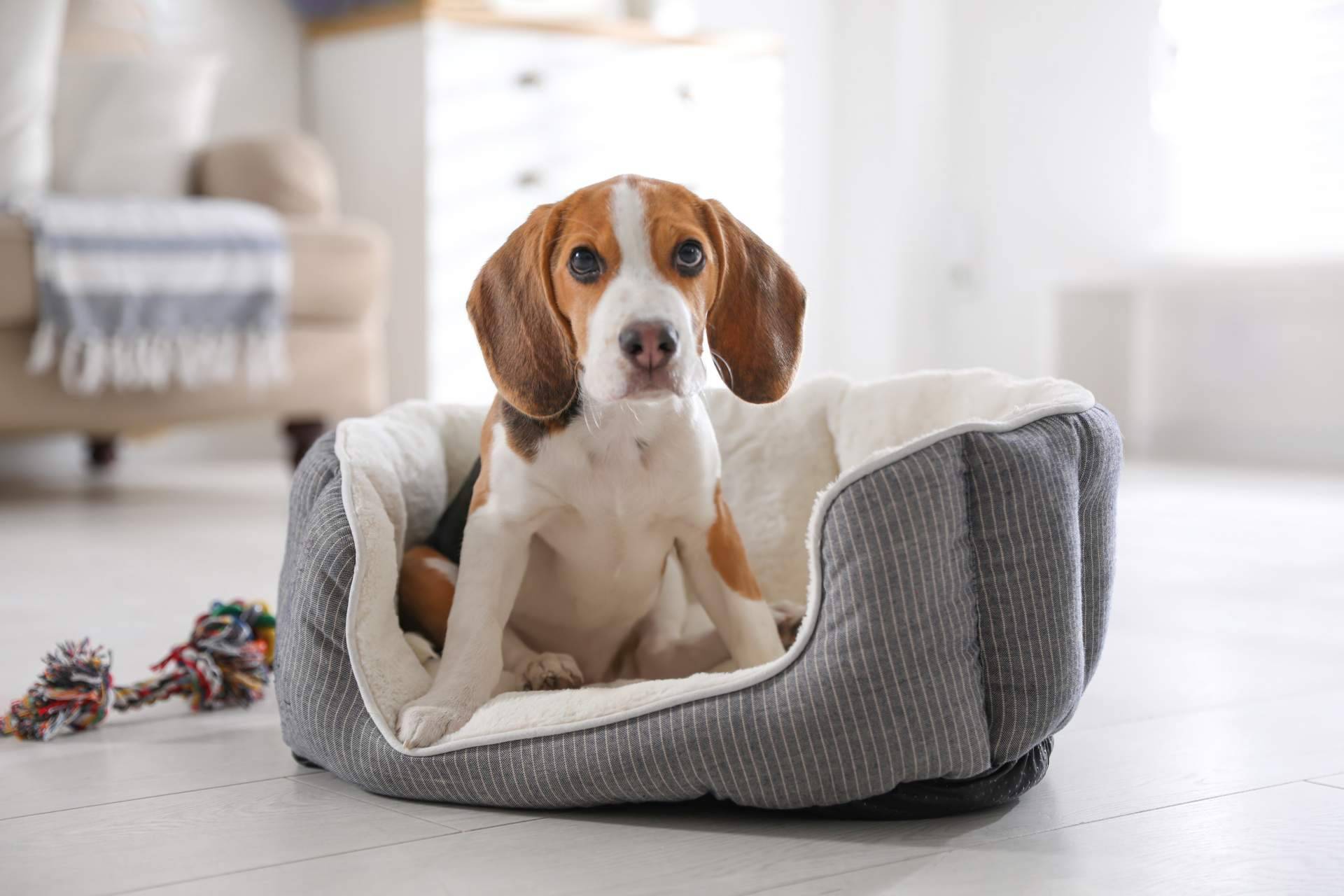 ¿Es recomendable el uso de camas para perros?, por Deluxe13