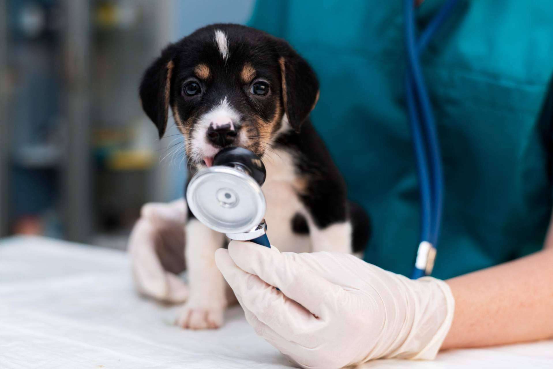 Clínica Veterinaria Olivares, la clínica veterinaria de confianza en Granada