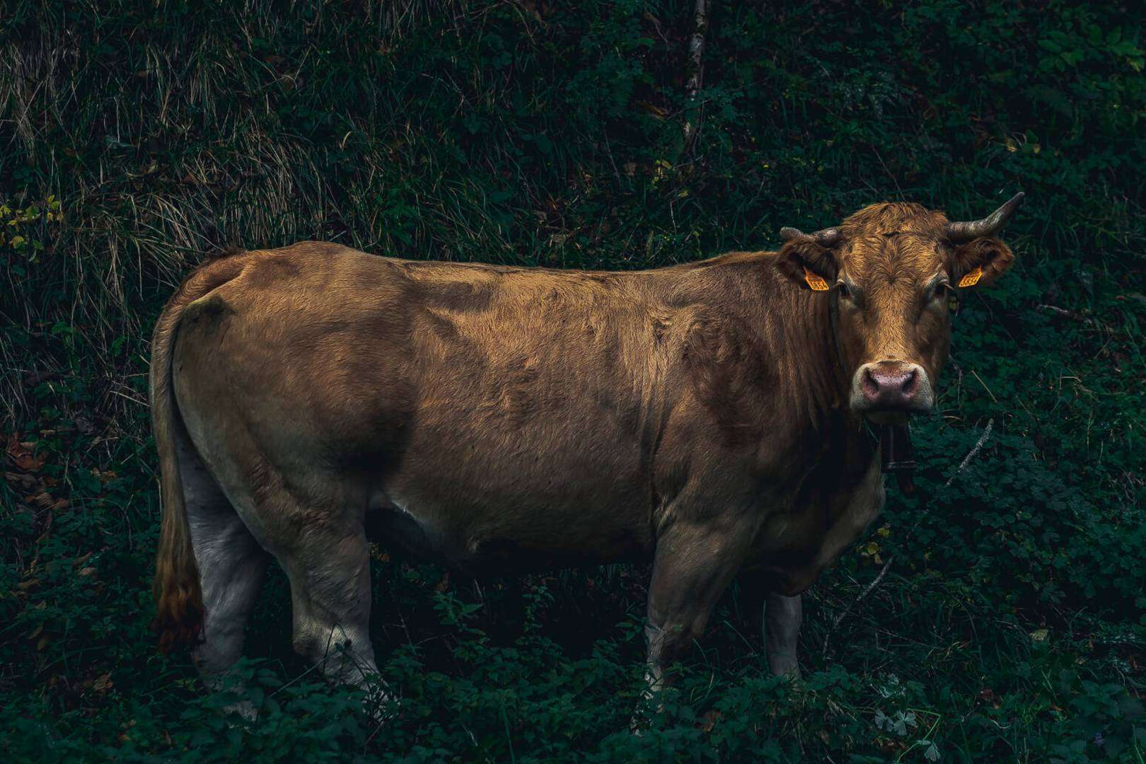 Txogitxu, la carne roja de los mejores restaurantes