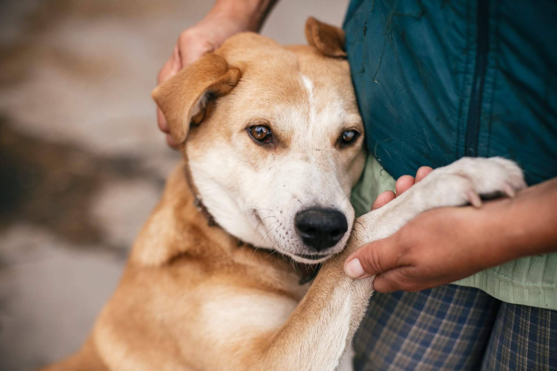 Amazdog, la aplicación que promueve la adopción de animales en España