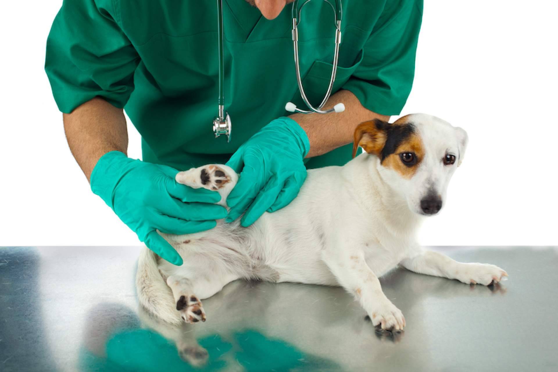 Las claves para ayudar a los perros con problemas articulares a través de su alimentación