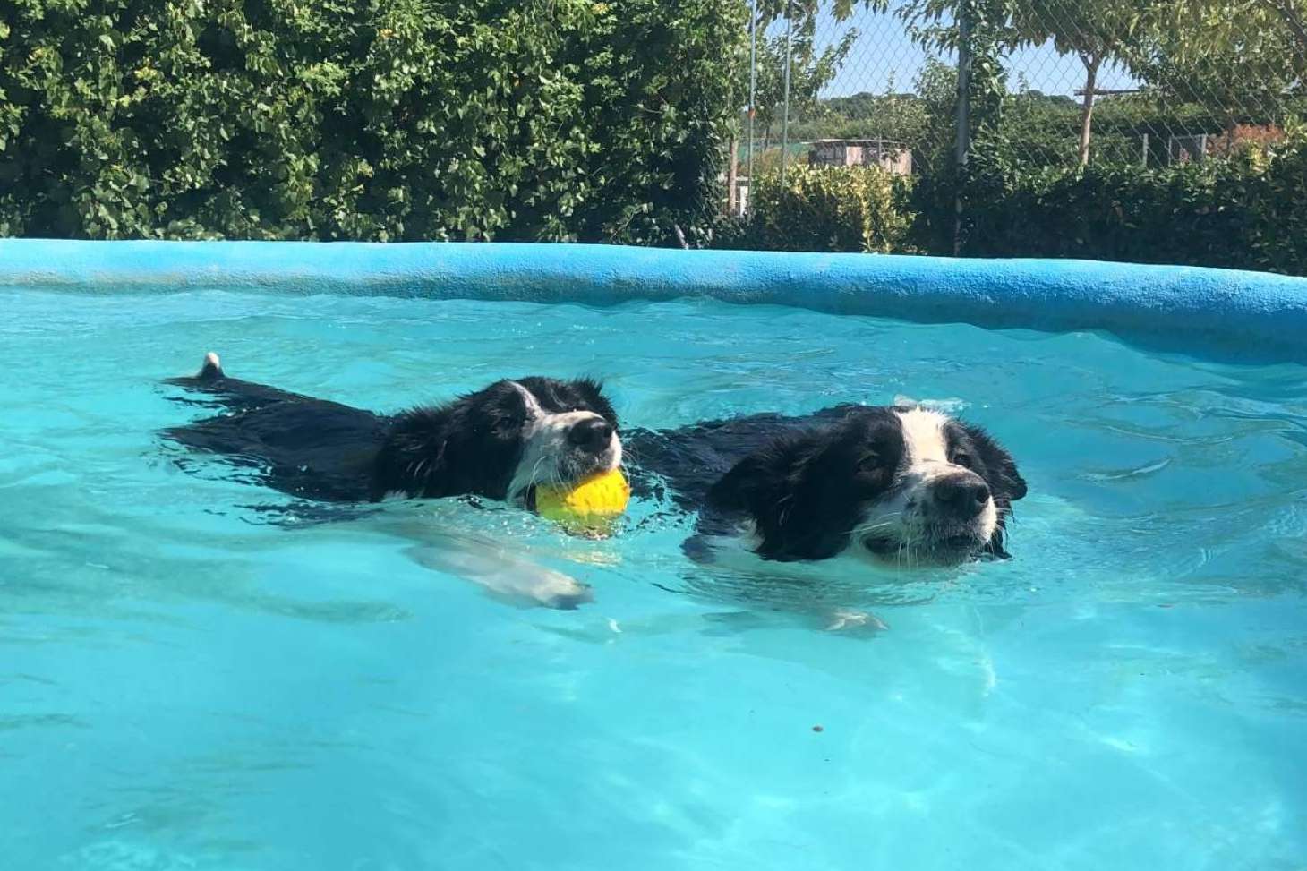 Lujoso hotel residencia canina con piscina en Madrid