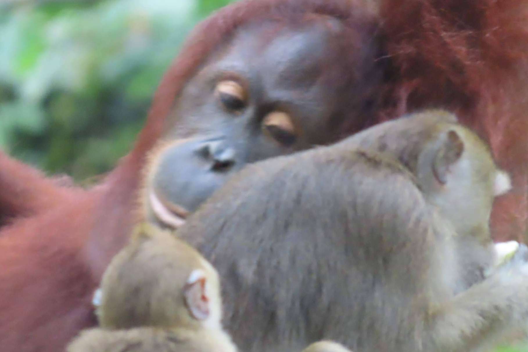 Descubriendo el encanto de Sabah, Borneo en otoño. ¿Cuáles son las ventajas de una escapada en esta temporada?