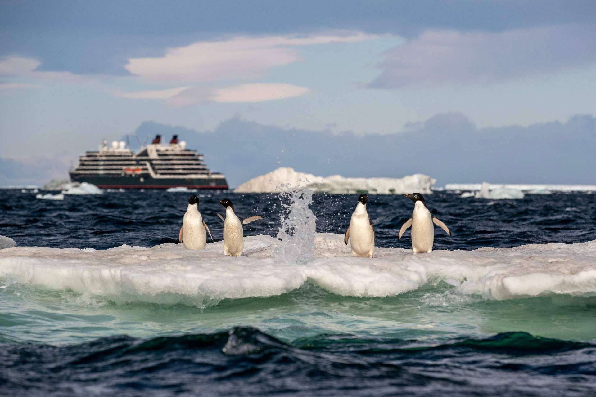 Una experiencia singular, un crucero de lujo en la Antártida