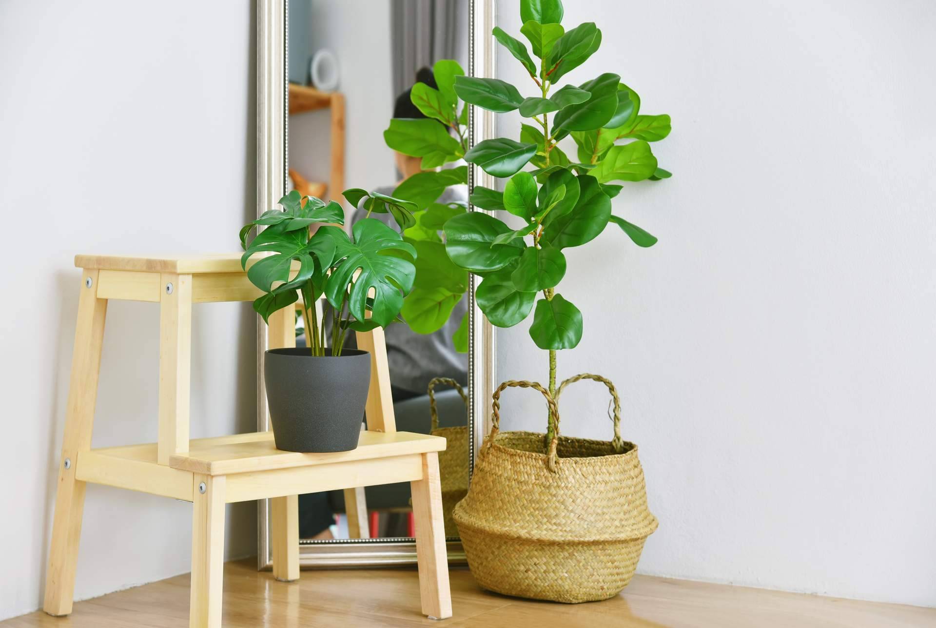 Black Friday, la oportunidad perfecta para comprar plantas artificiales en JardinVertical.es