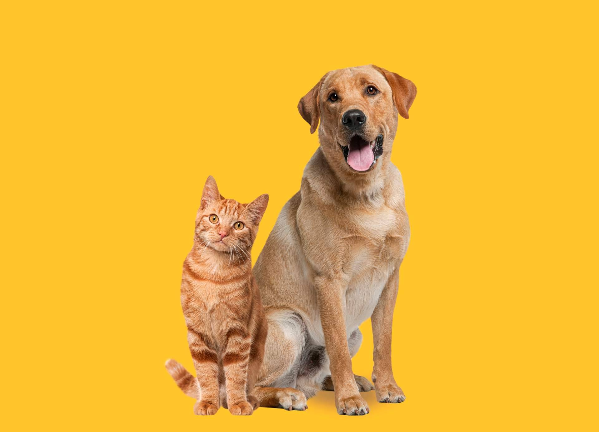 Amazdog, entrevista para conocer la app para adopción de perros y gatos