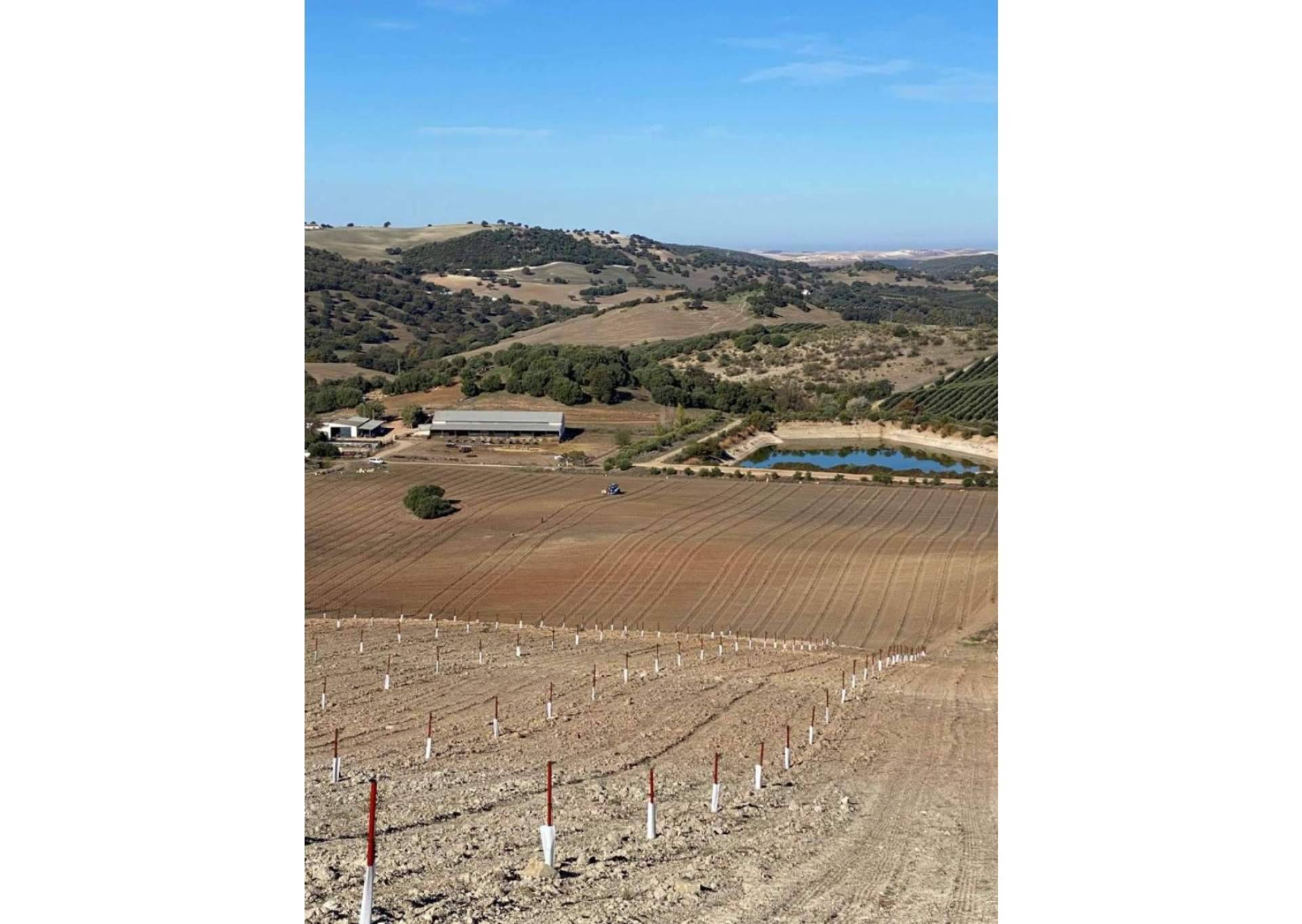 Comex Bodión, el socio para un olivar próspero. La excelencia en la venta de olivos