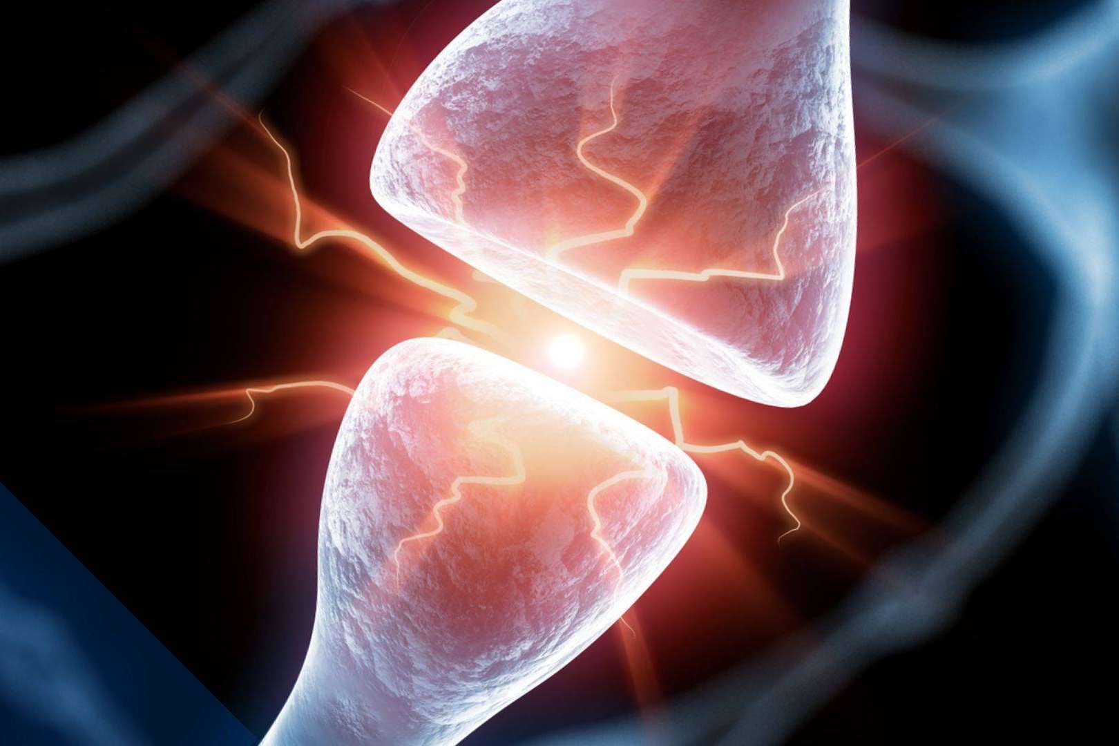 Especializaciones en neurociencia y todas sus aplicaciones, de la mano de ANE International