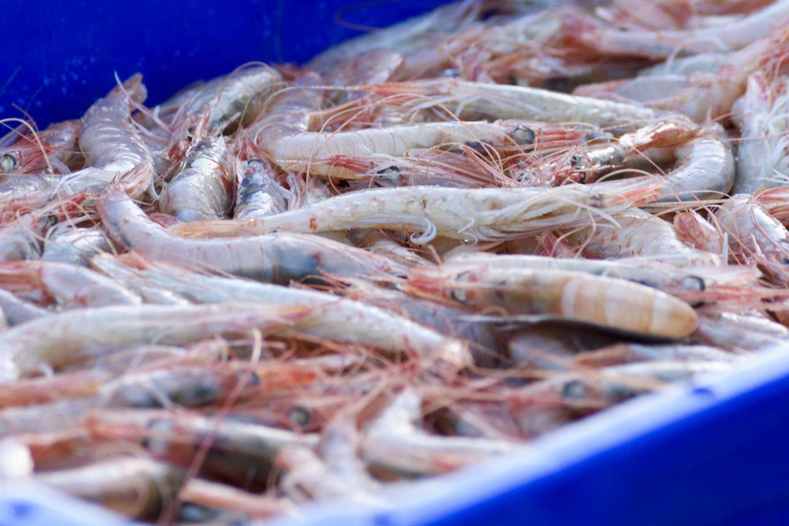 Lonja de Ayamonte explica cómo mantener el marisco fresco