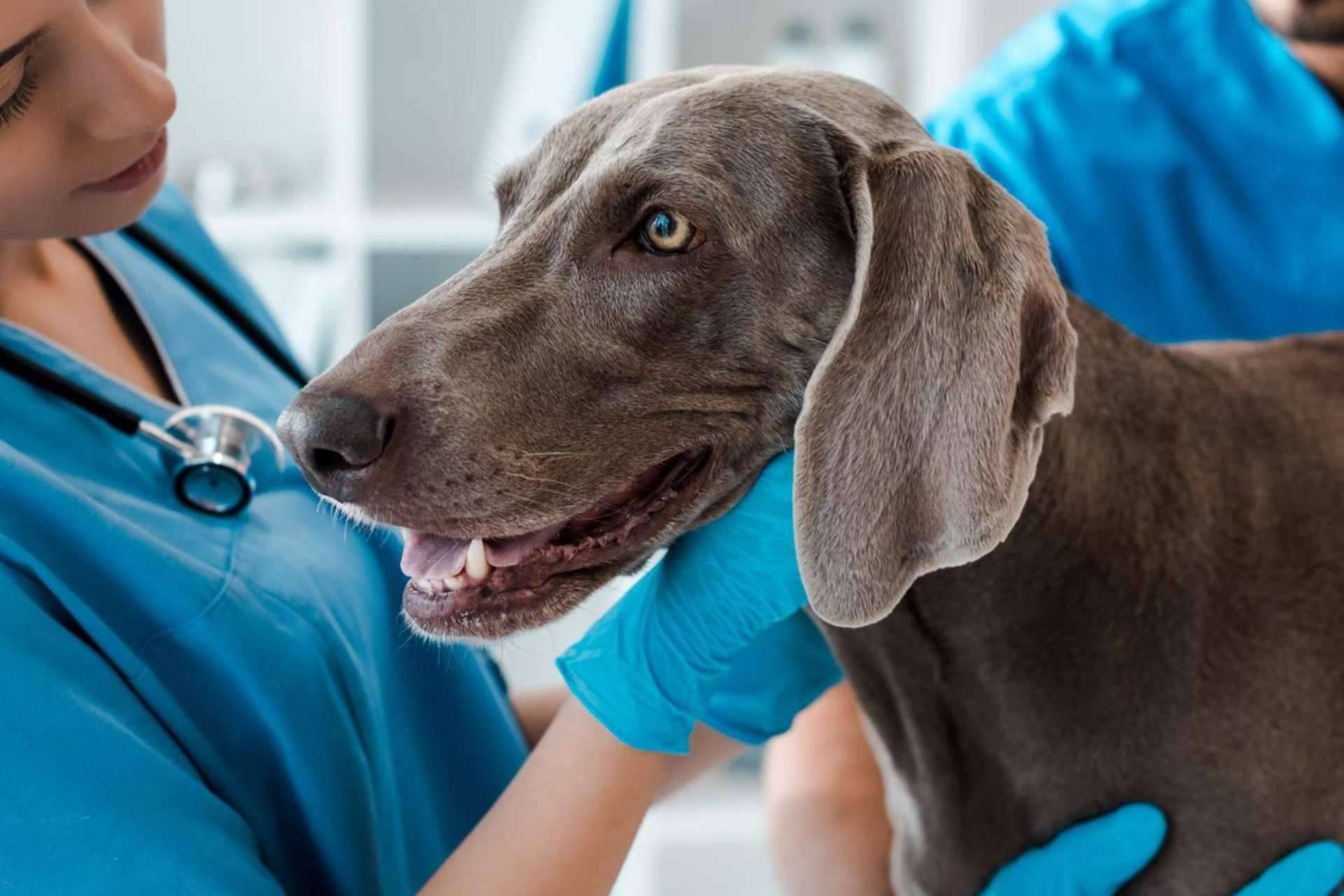 Las ventajas de la formación online en el ámbito de auxiliar técnico veterinario