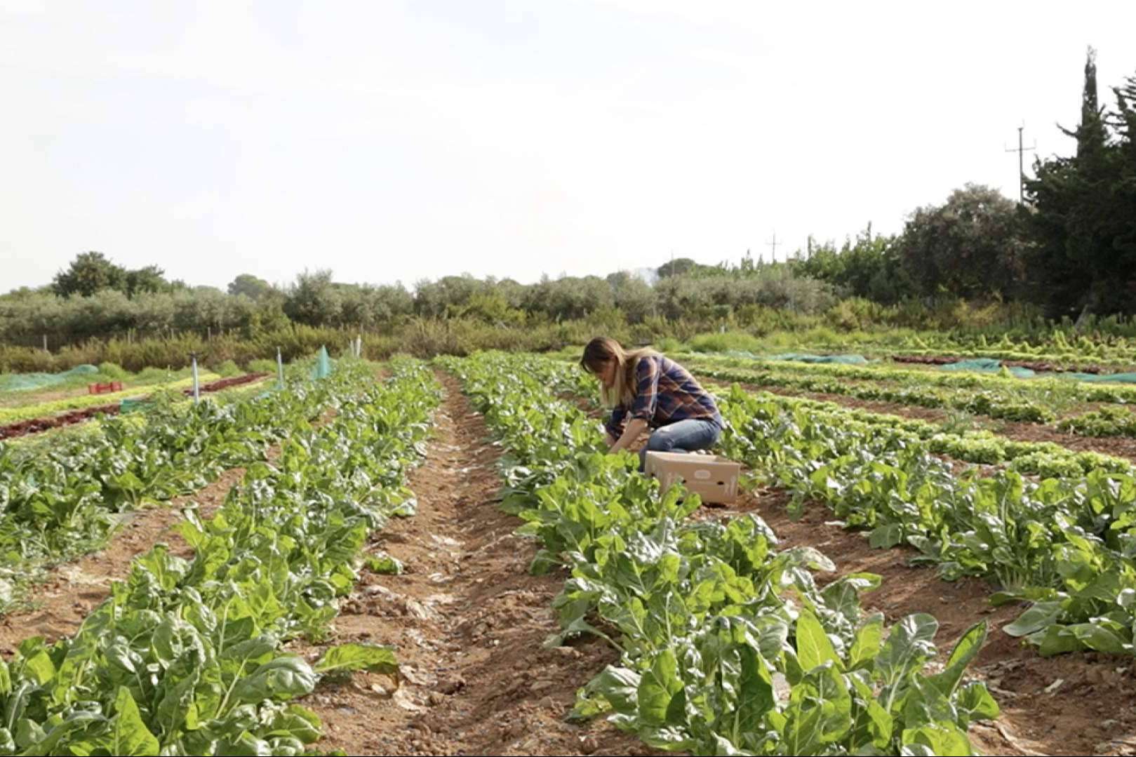 Adquirir verduras online en cualquier momento y desde cualquier lugar, de la mano de Disfruta y Verdura