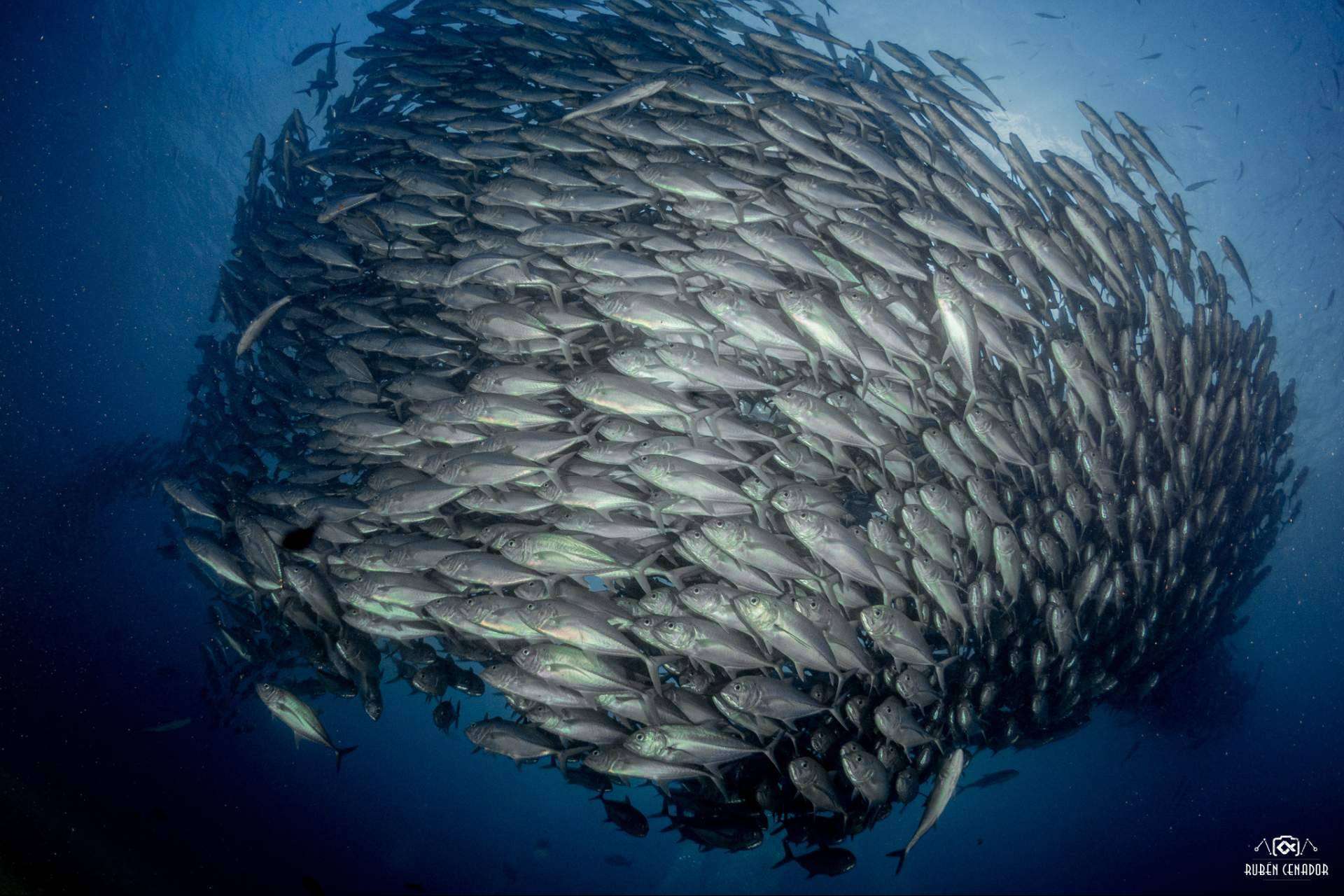 Los expertos de Seven Blue ayudan a conocer todos los secretos del fondo marino