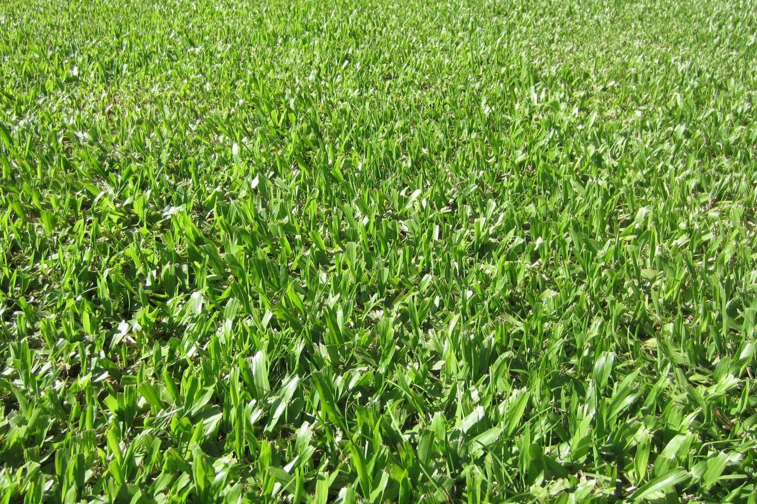 Gramigreen, profesionales en la producción de césped, gramón para jardines