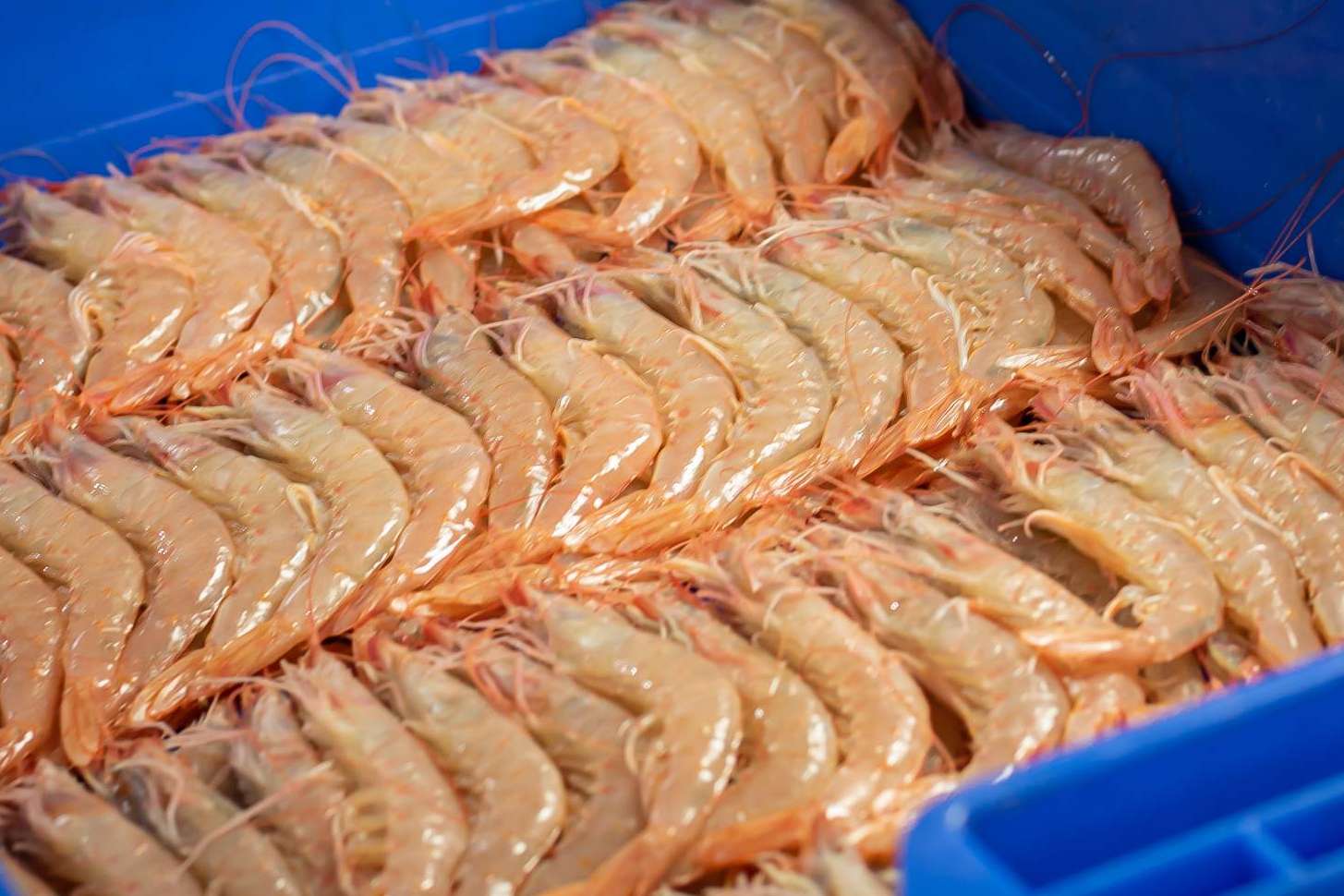 La gamba blanca de Huelva que ofrece la Lonja de Ayamonte