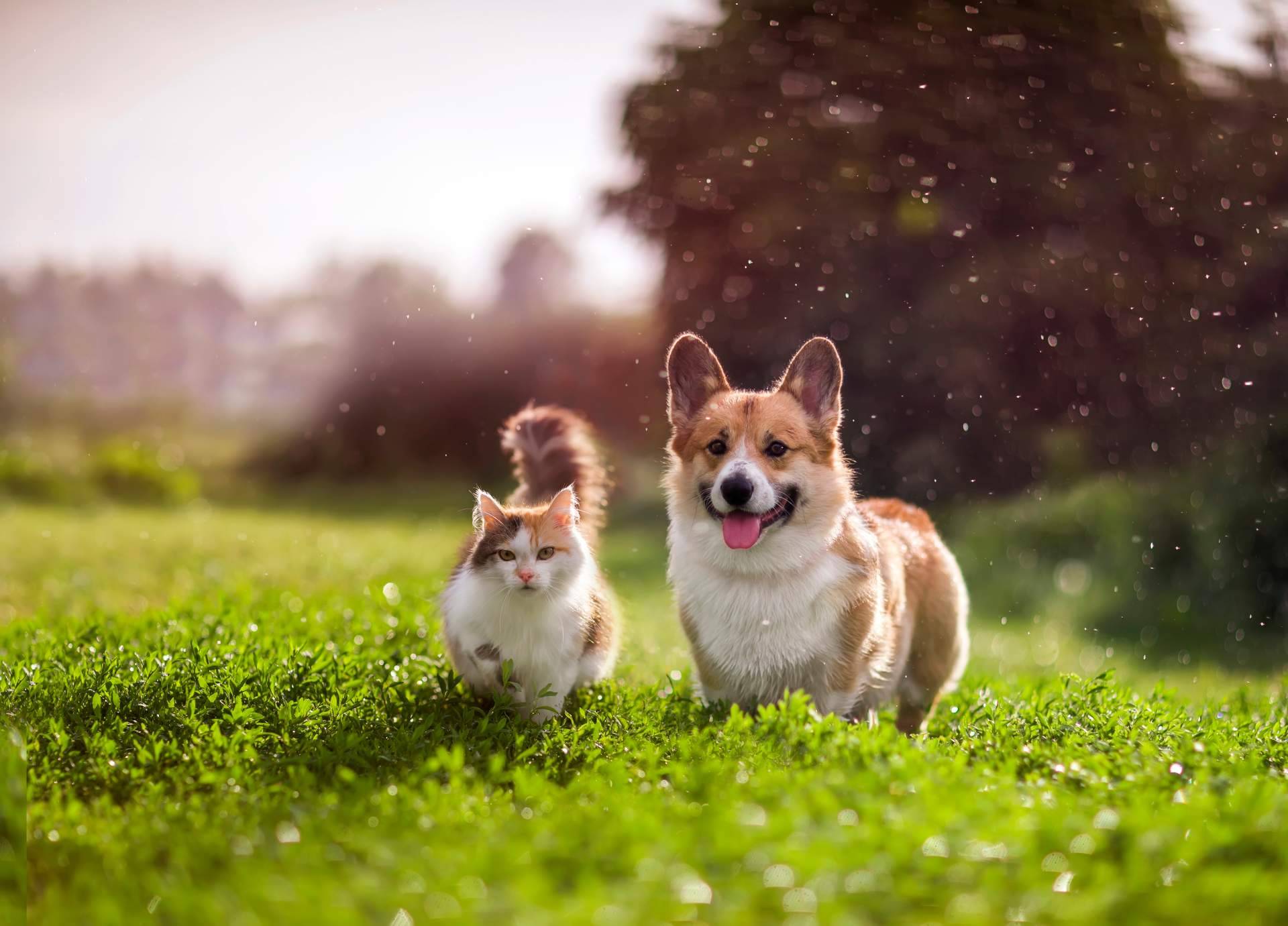 Amazdog, elegida como la mejor app de adopciones de España por 4° año consecutivo