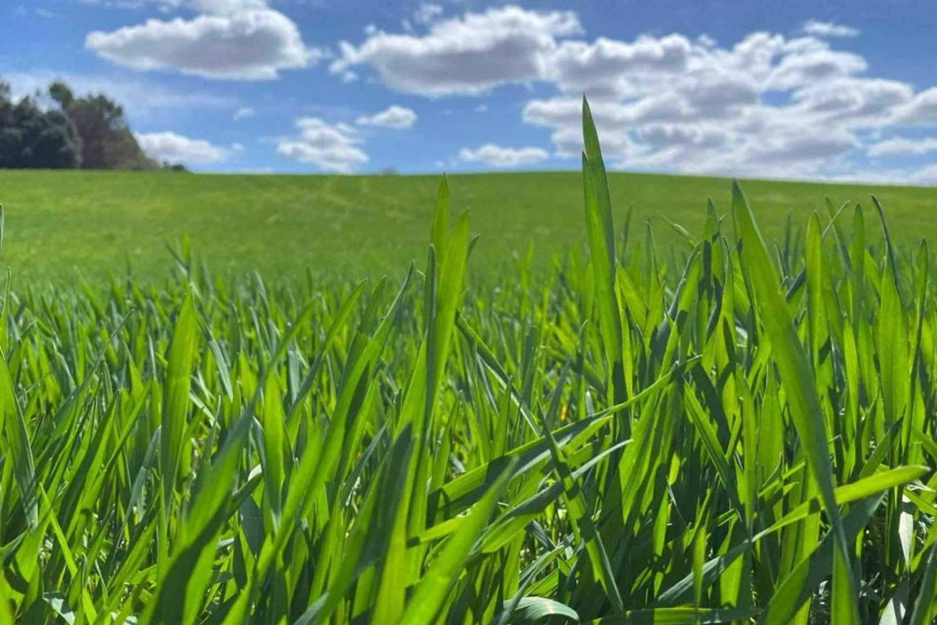 El lanzamiento del estimulador de raíces Upper-Active  de Upper Nutrients que ofrece un 70% más de sistema radicular