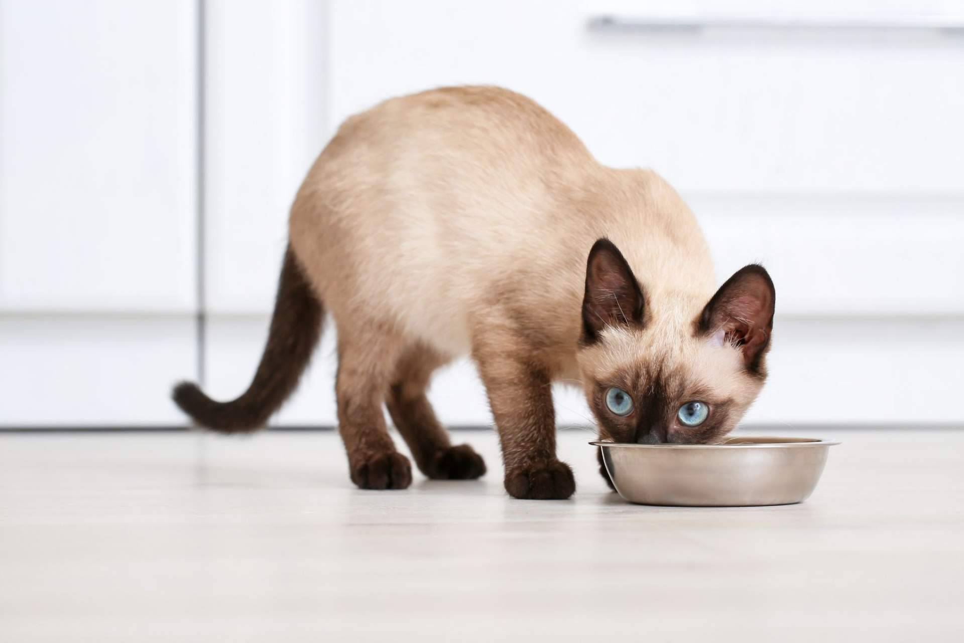 Cuáles son los beneficios de la receta hipoalergénica de NaturWild Stream Recipe para gatos, formulada para carnívoros estrictos