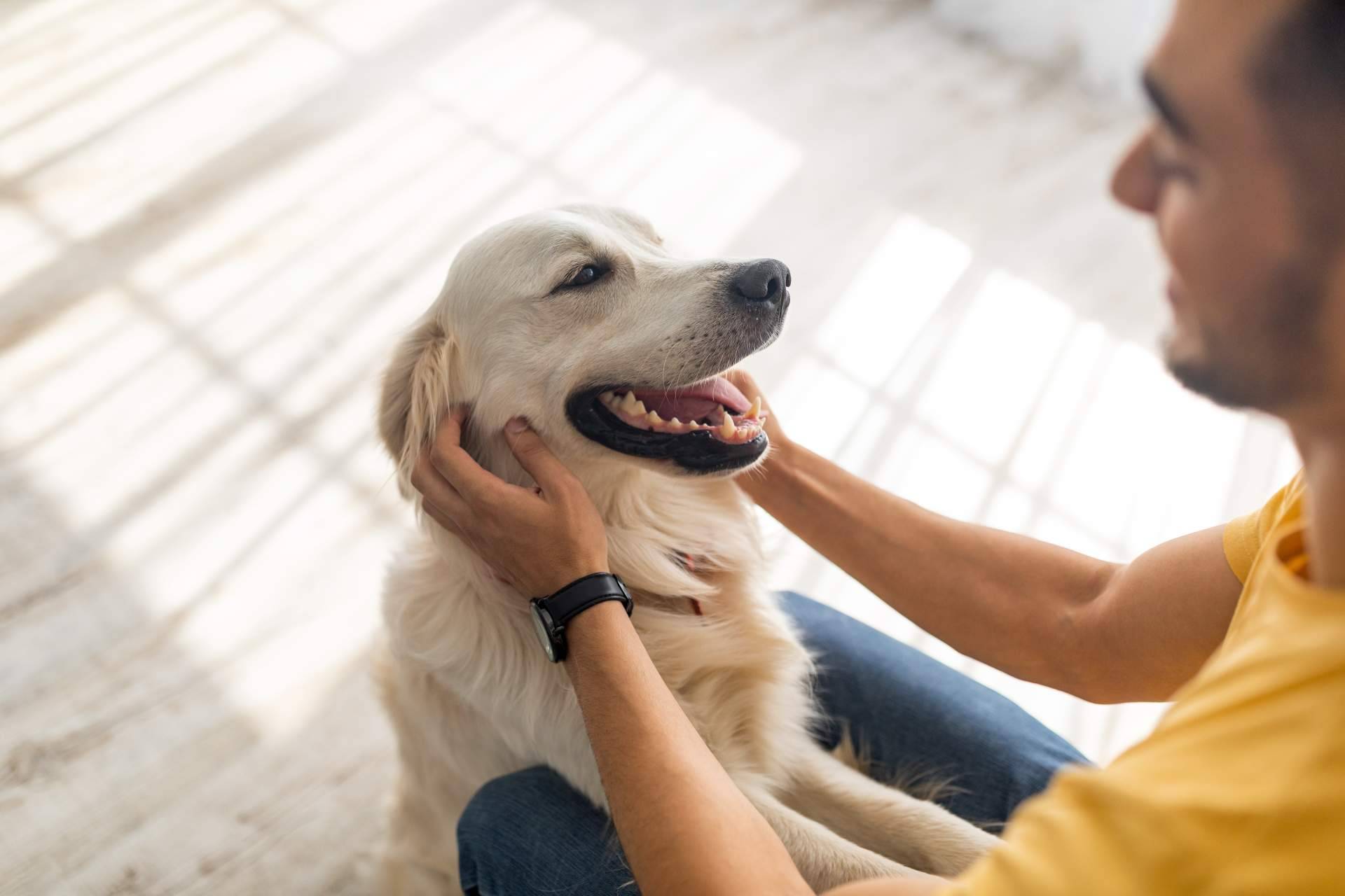 Emprender el camino a la felicidad; descubrir las increíbles becas de El Perro Feliz