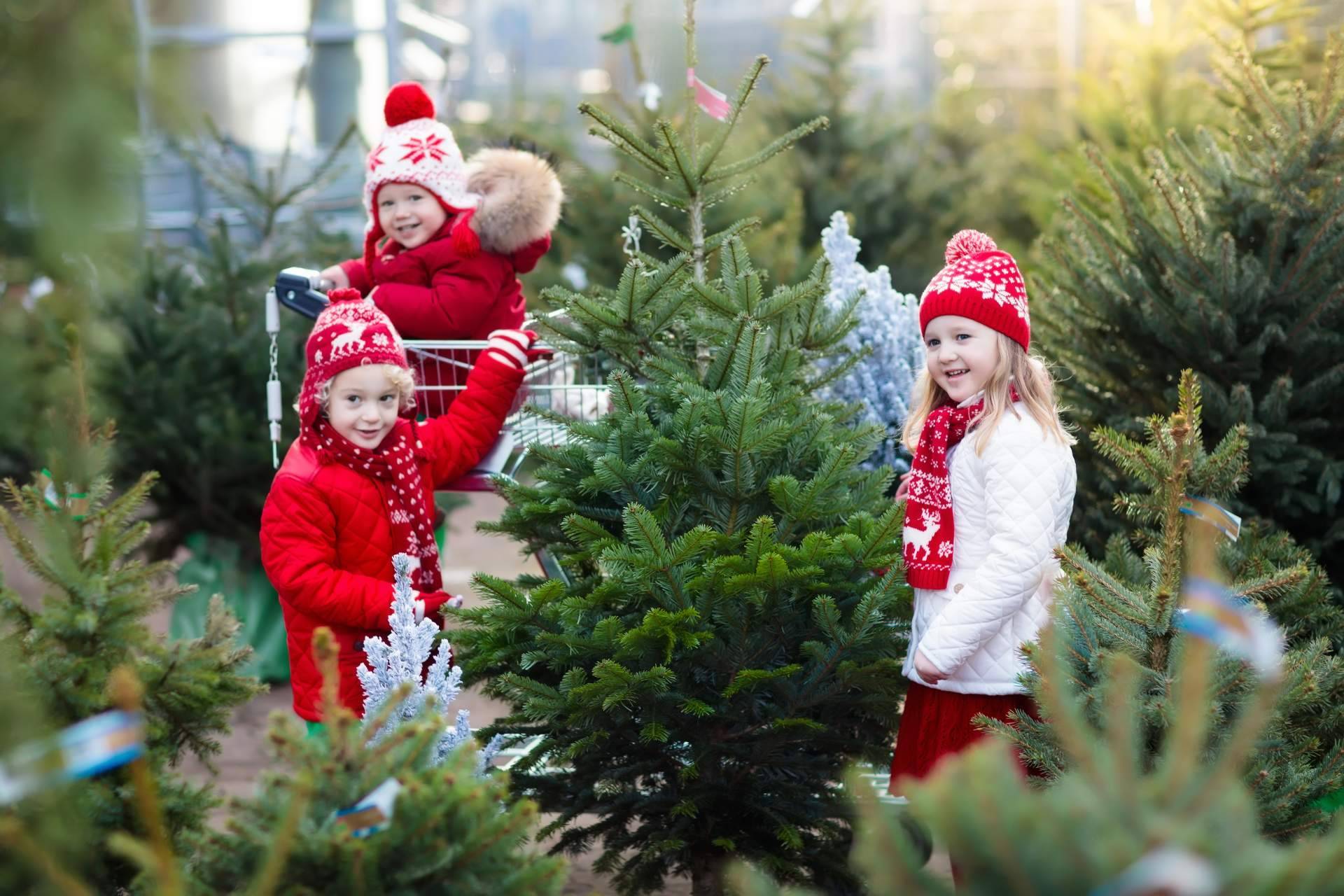 Navet propone una experiencia única con la compra de un verdadero árbol de Navidad
