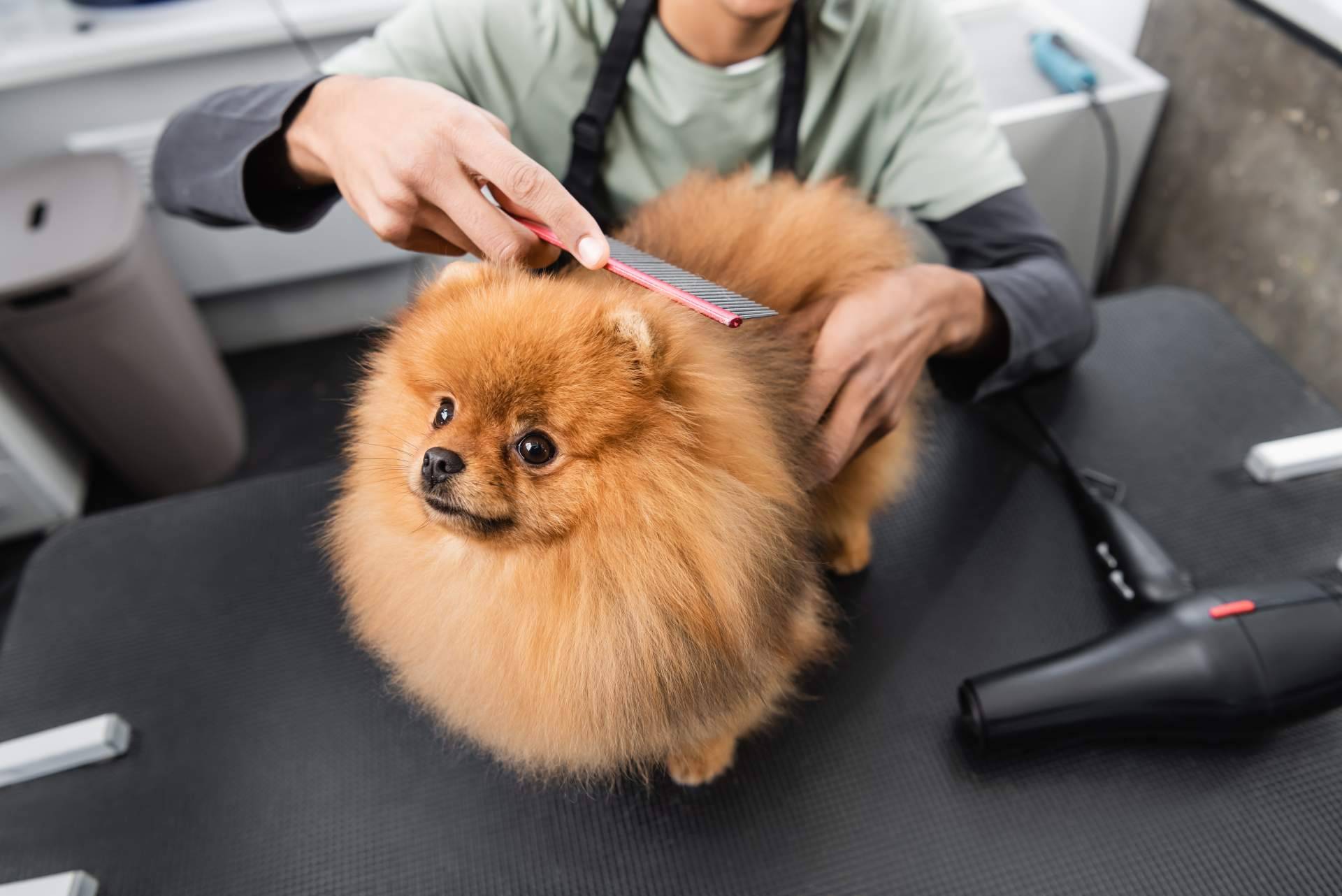 Servicios de peluquería canina y felina en Leganés, con Narval Mascotas