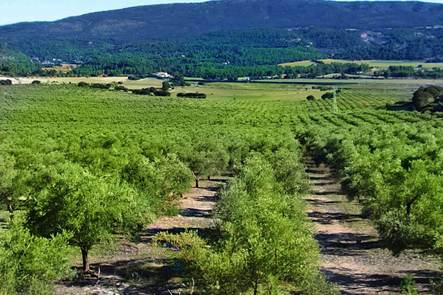 El aceite de oliva virgen extra que produce la finca Masía Vilaplana