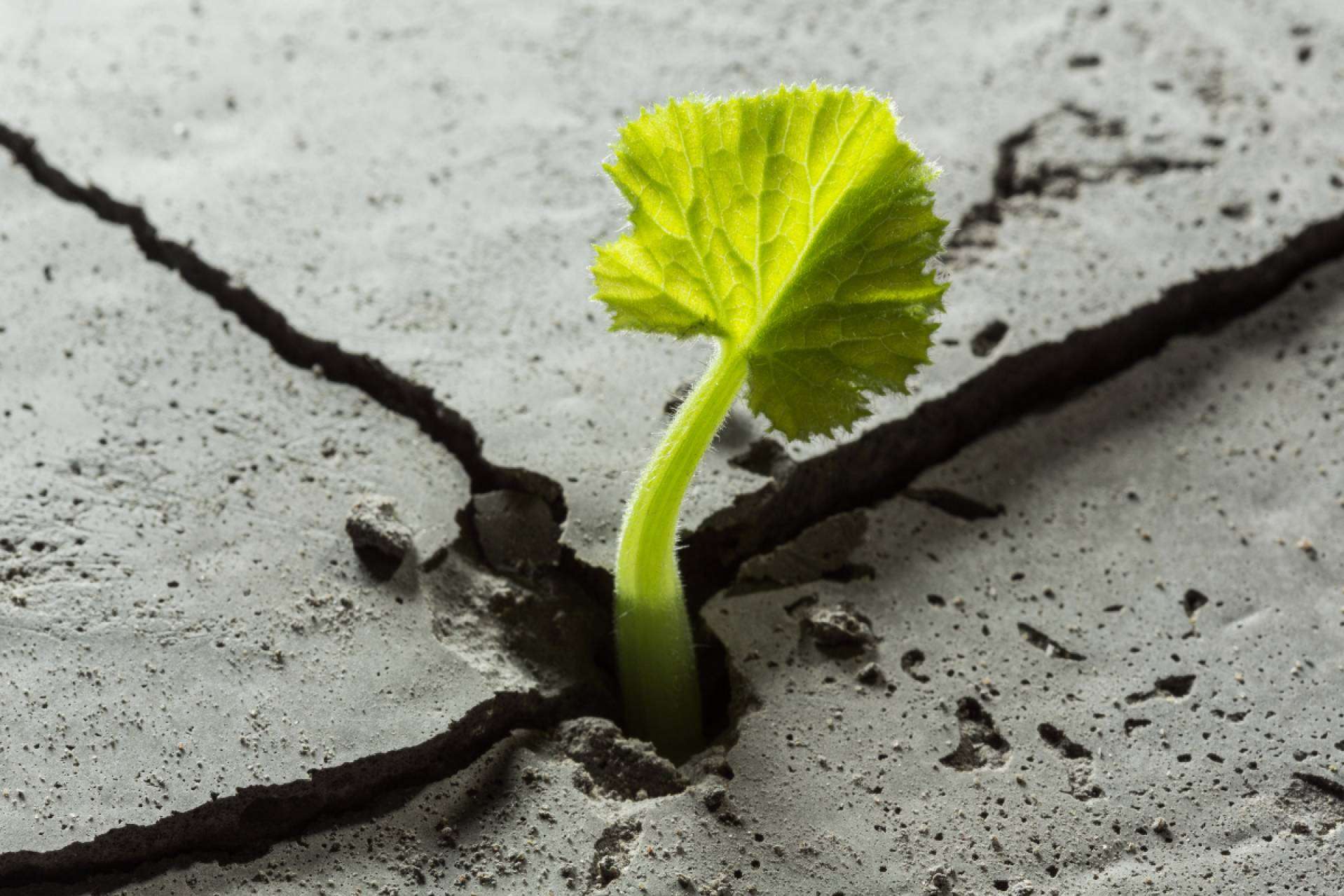 Todo lo que se debe saber sobre la resiliencia, por Sentirme Mejor