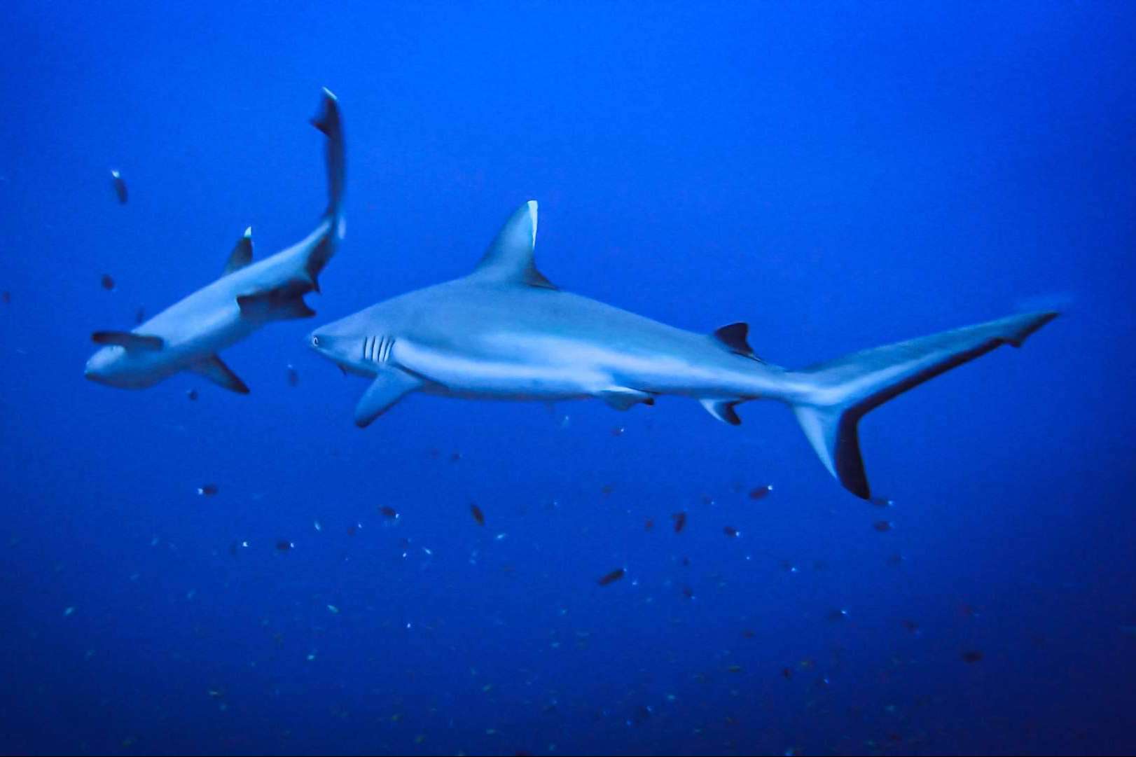 Drop Dive Maldives ofrece cursos de buceo en Maldivas y la posibilidad de observar tiburones