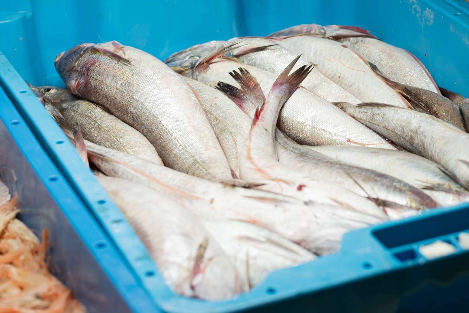Distribución de pescado y marisco fresco a toda España con el servicio de Lonja de Ayamonte