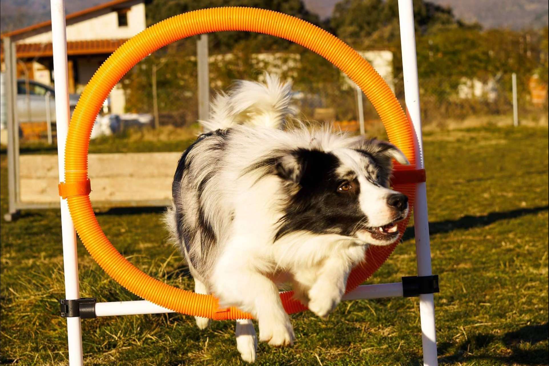Adiestrador canino, una profesión de éxito y en pleno auge