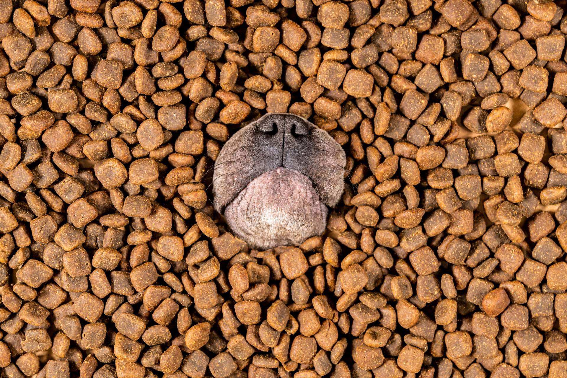 Nutrición sobresaliente para el compañero peludo; descubrir el pienso para perros adultos de Era Pet Food