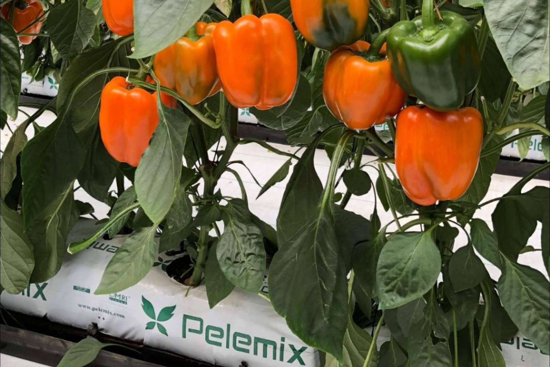 Producción y comercialización de sustratos de coco de calidad para la agricultura, de la mano de Pelemix