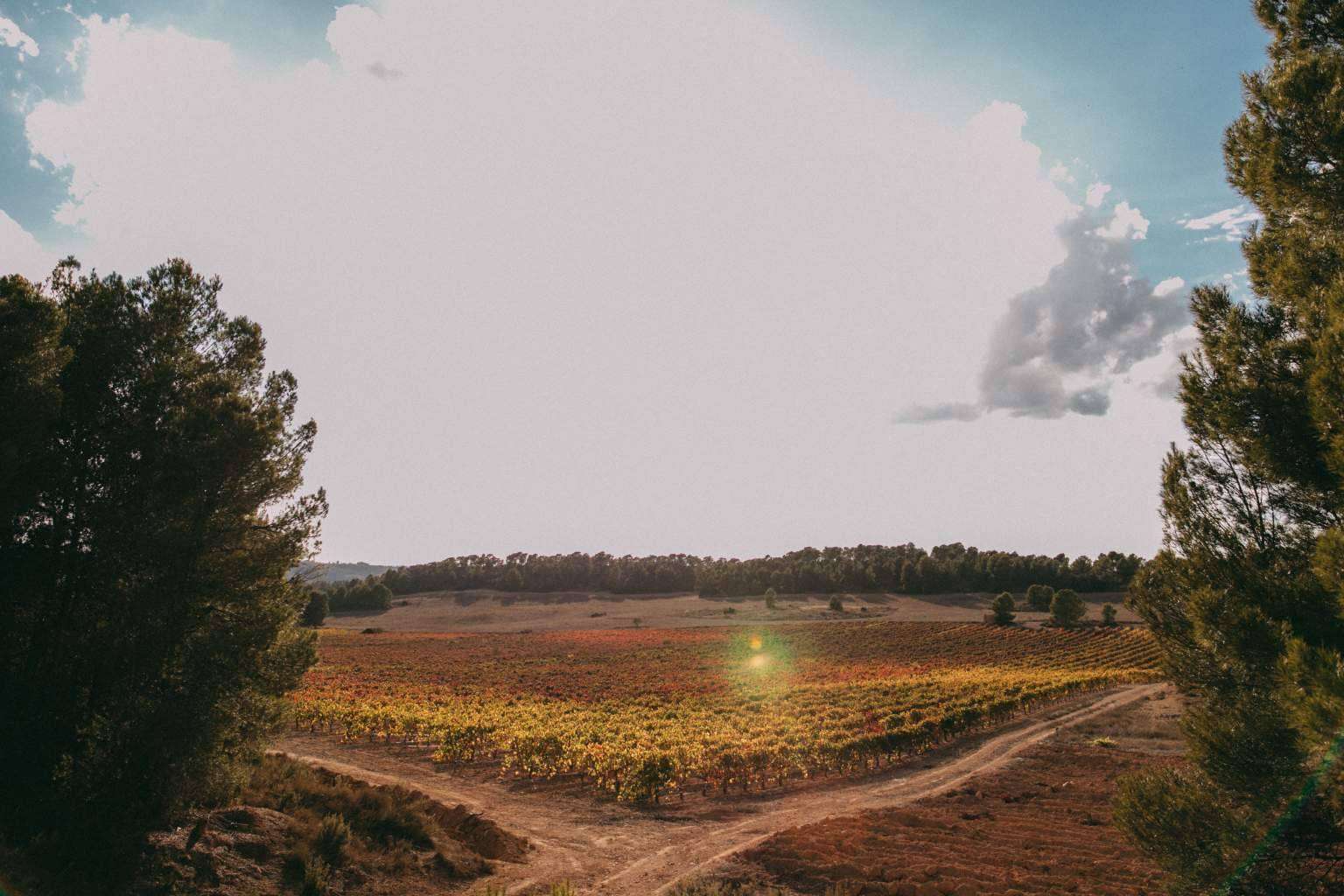 Pago de los Balagueses, la marca de vinos premium de Bodegas Vegalfaro