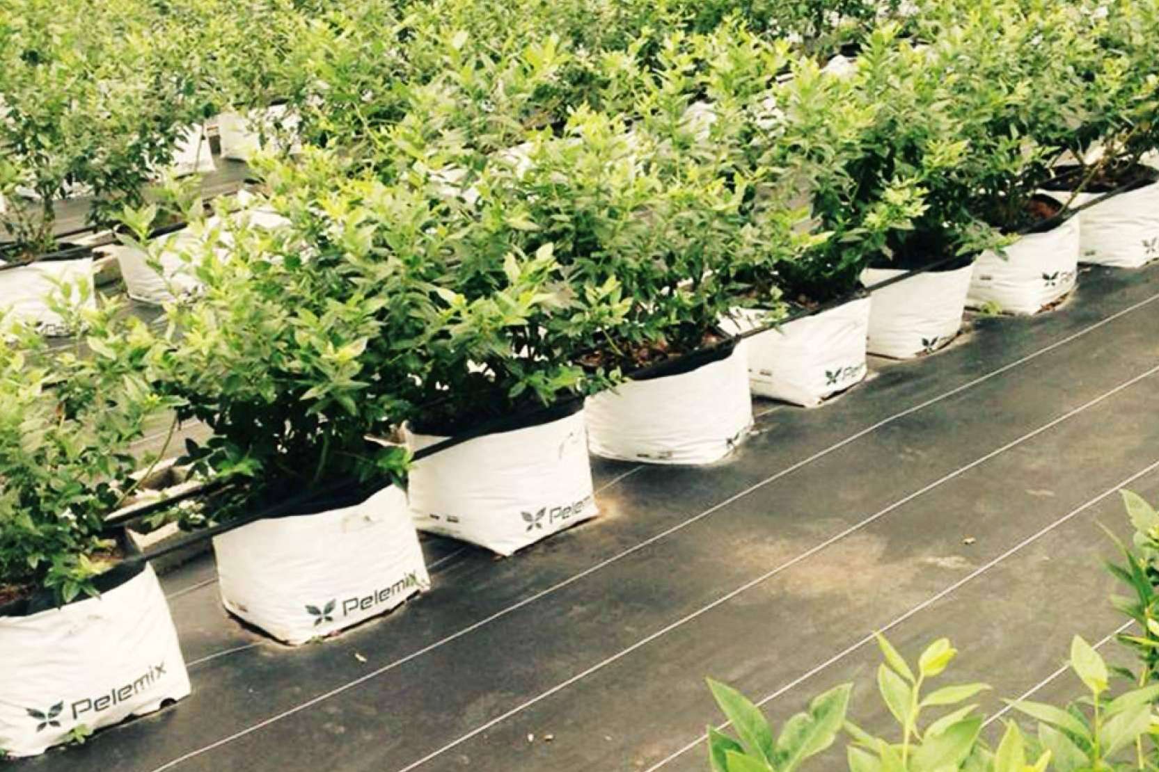 Las soluciones Open Tops de Pelemix y los últimos avances en el cultivo de frutas blandas