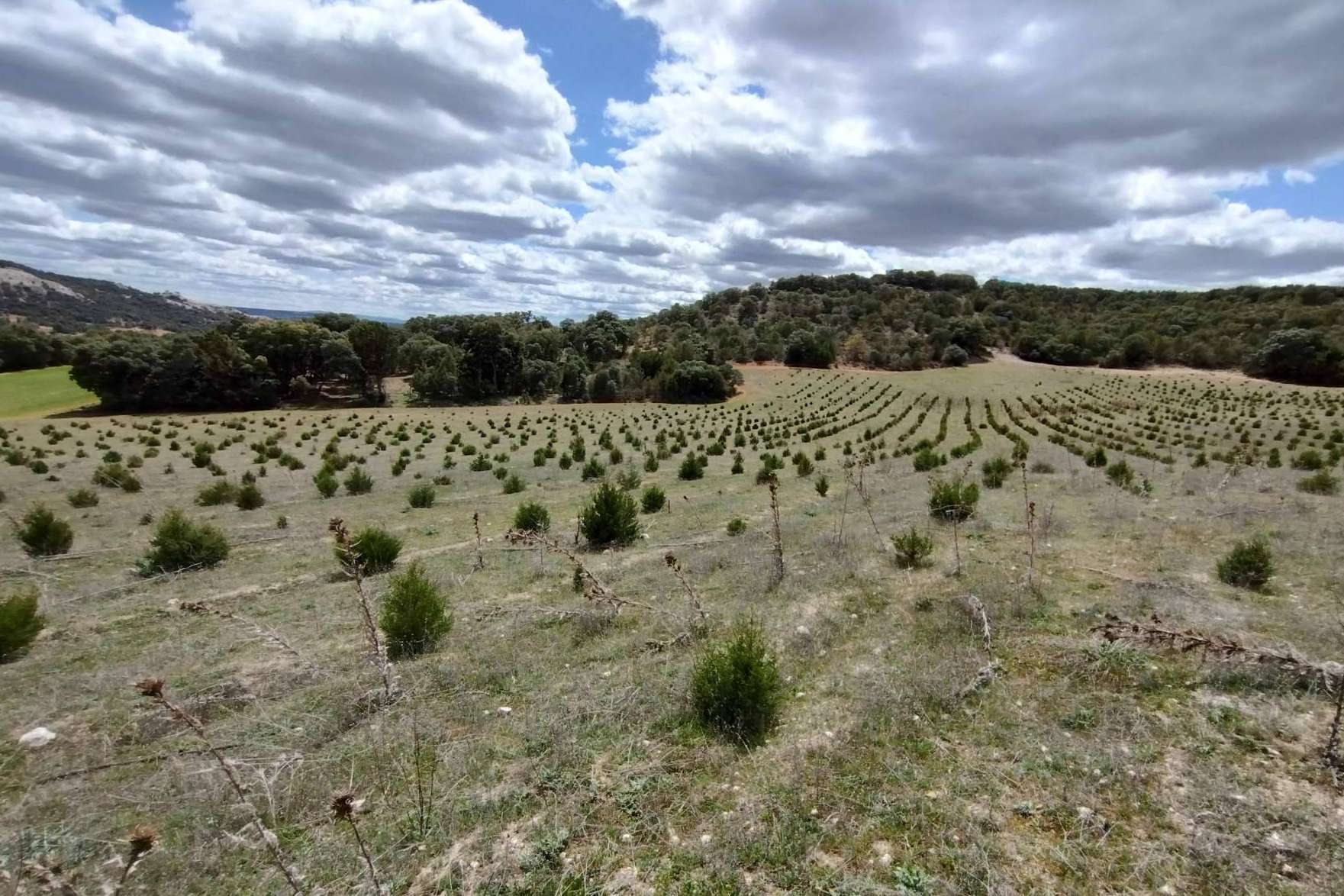 Las ayudas para producciones forestales de alto valor en Castilla y León y su gran demanda