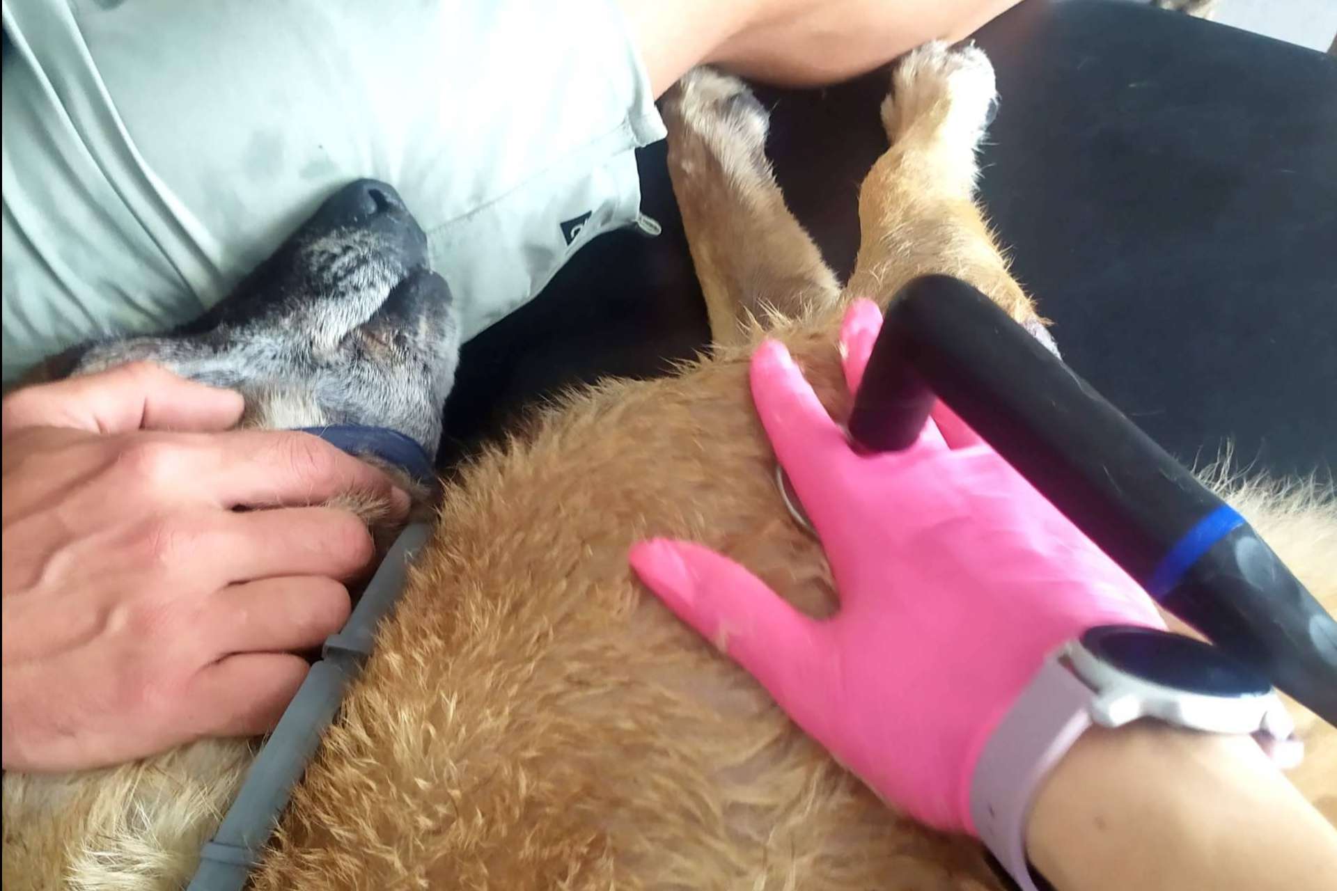 Los beneficios de la radiofrecuencia INDIBA en el mundo veterinario, por Reanimalia