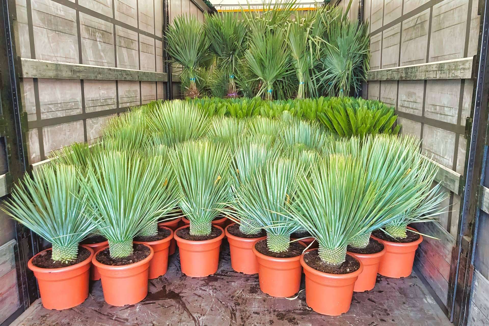 Tropicalia Garden, el socio mayorista de palmeras y plantas ornamentales