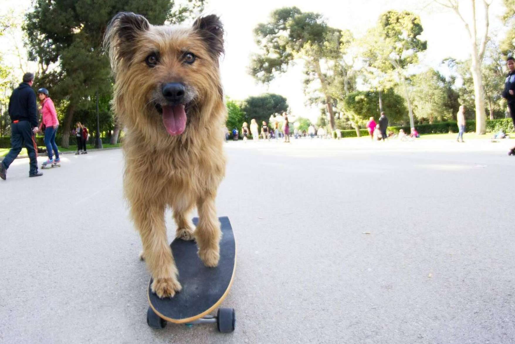 Amazdog se corona como líder de adopciones en España por 4° año consecutivo